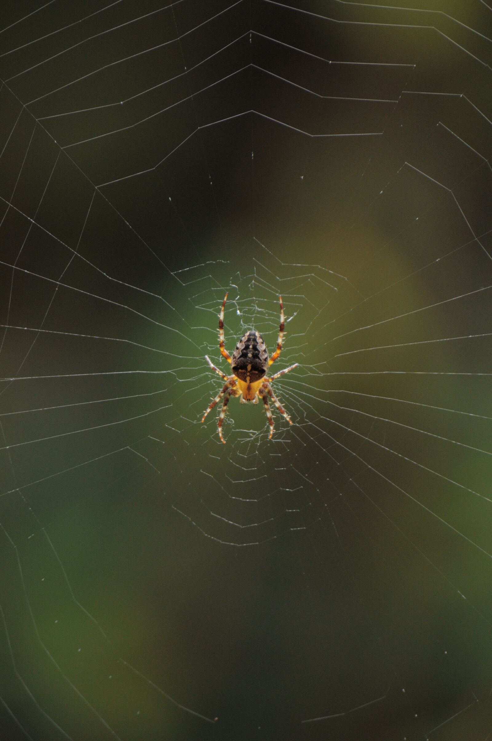 Nikon D5000 sample photo. Spider, nature, cobweb photography