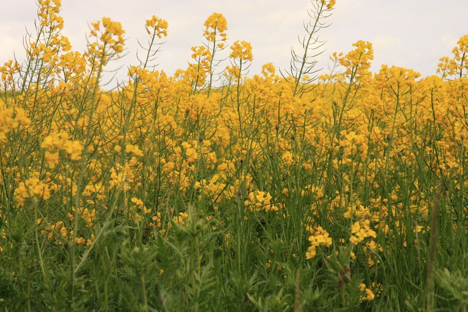 Canon EOS 450D (EOS Rebel XSi / EOS Kiss X2) sample photo. Nature, field, flower photography