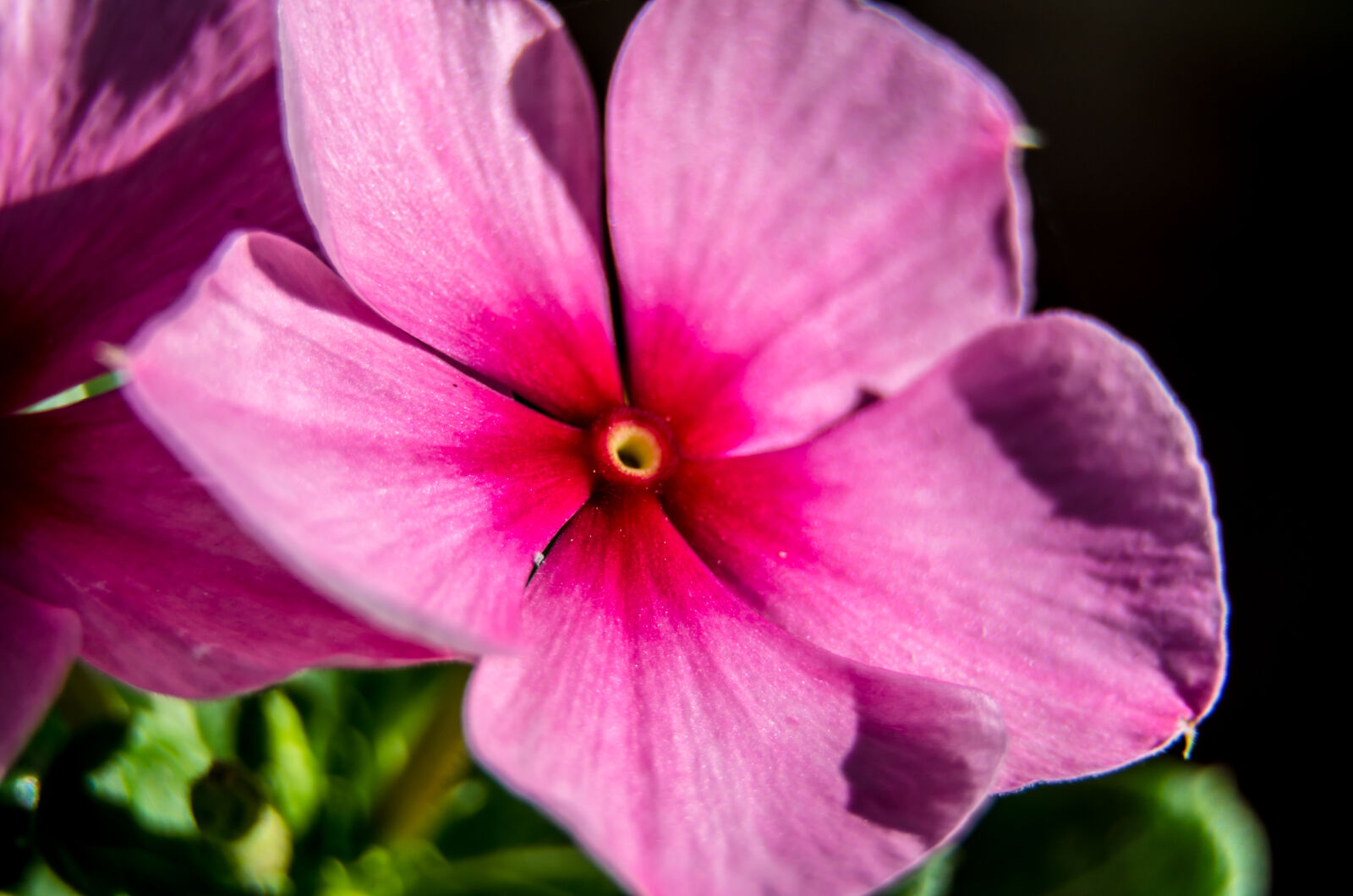 Nikon D5100 sample photo