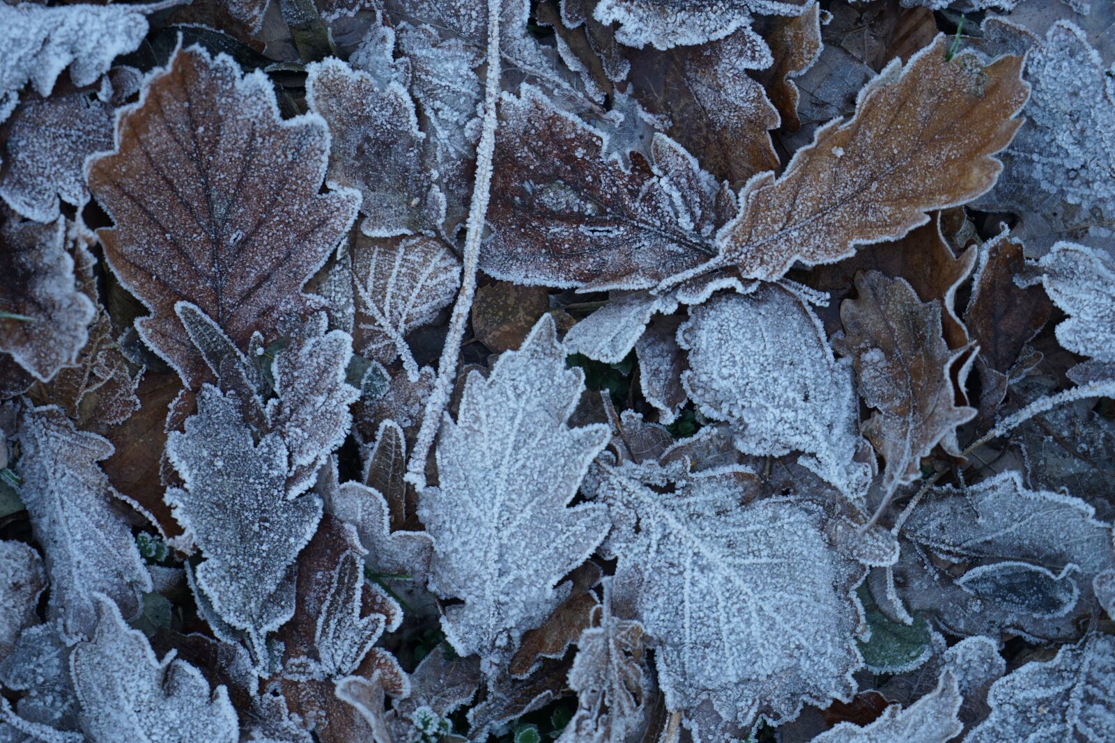 Sony a7 + Sony Vario Tessar T* FE 24-70mm F4 ZA OSS sample photo. Leaf, frost, nature photography