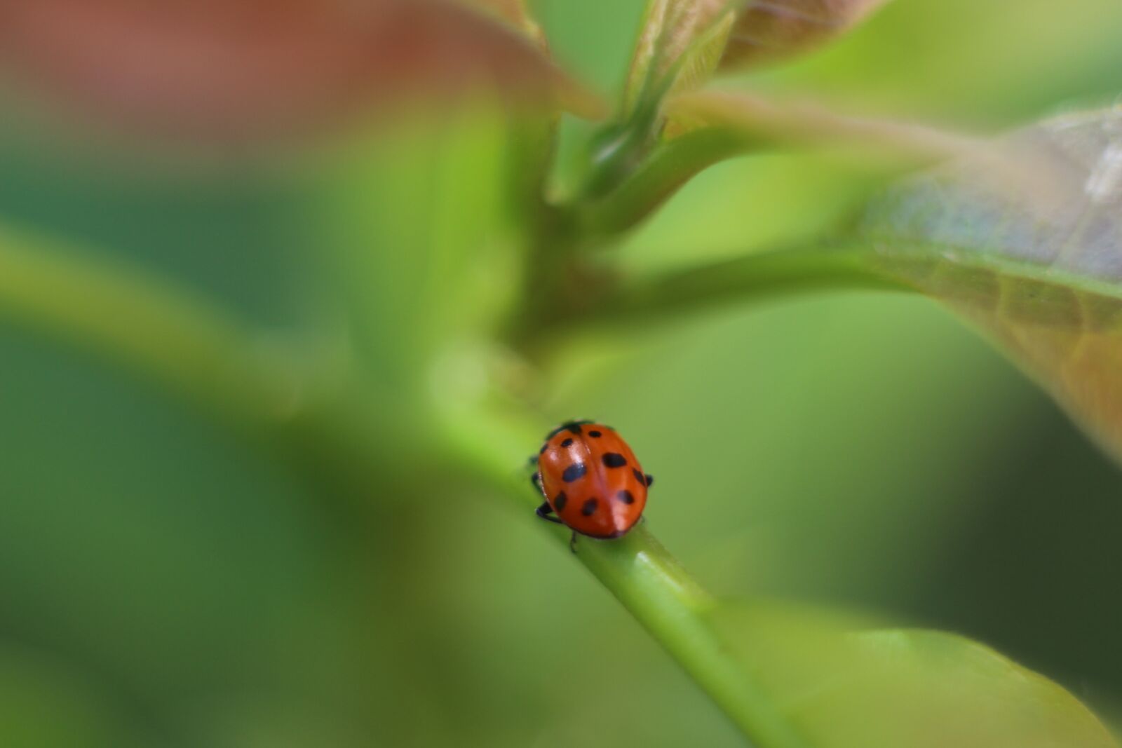 Canon EOS 700D (EOS Rebel T5i / EOS Kiss X7i) sample photo. Ladybug, insect, coccinellida photography
