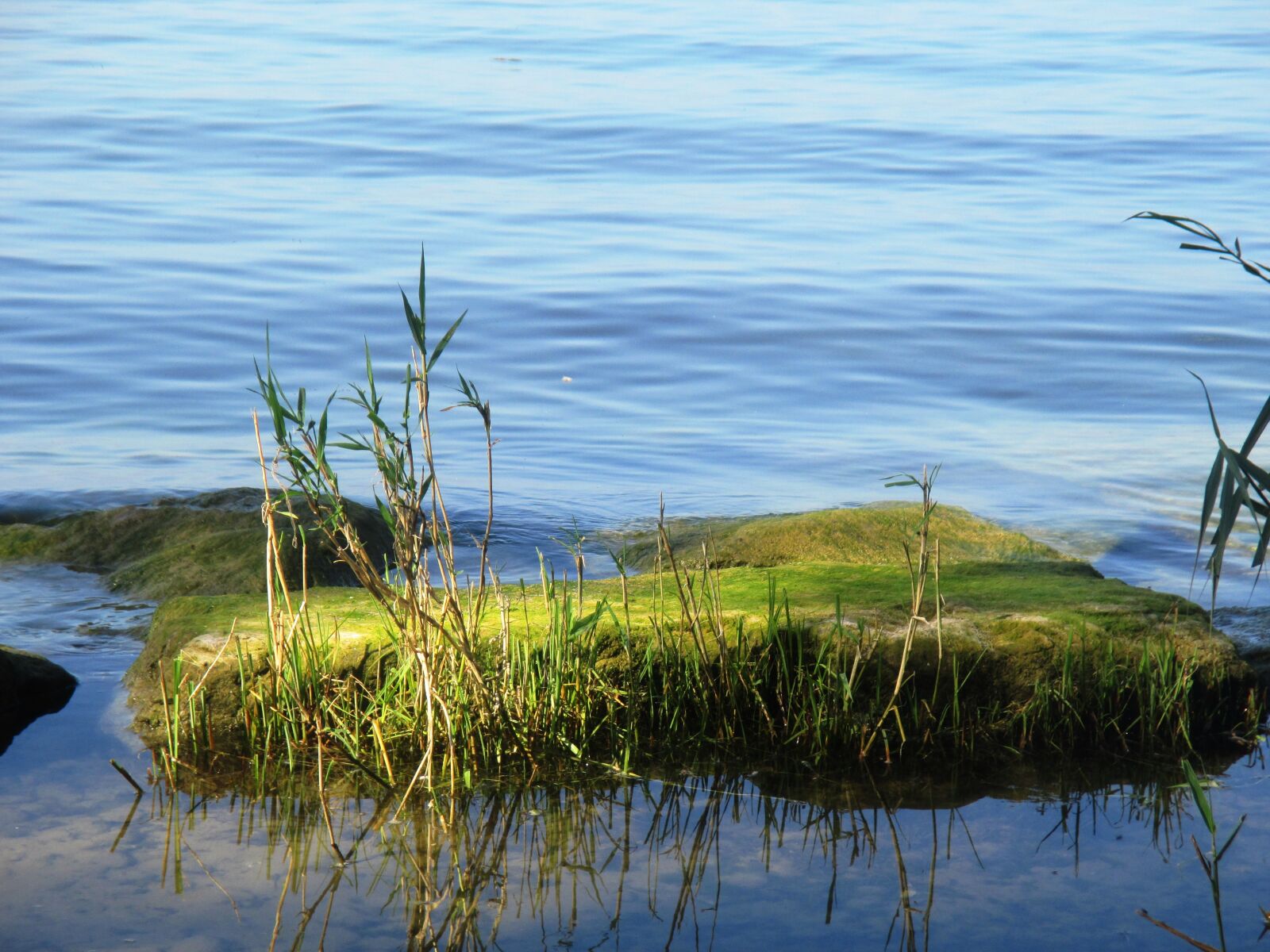 Canon PowerShot ELPH 115 IS (IXUS 132 / IXY 90F) sample photo. Moss, lake, water photography