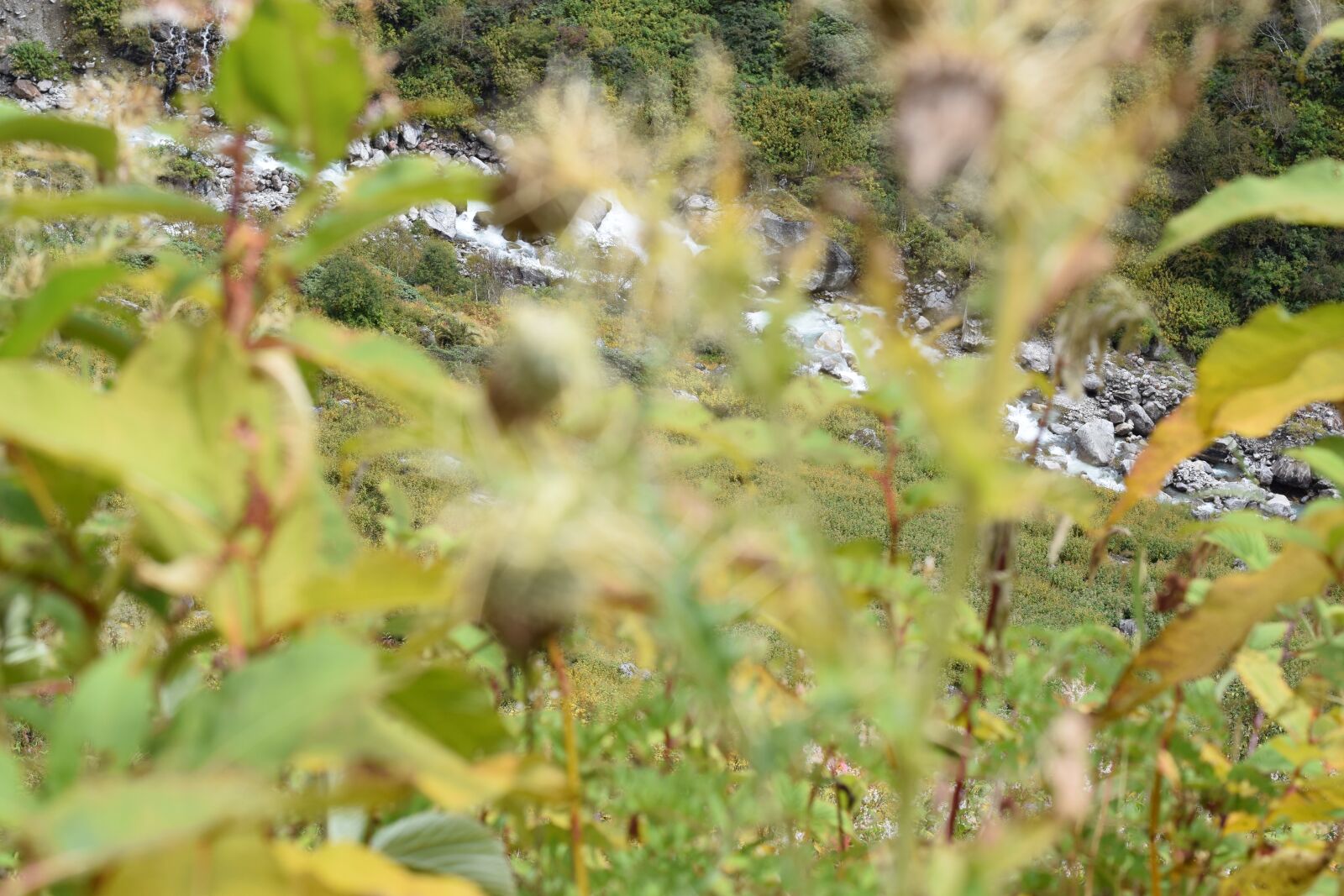 Nikon D5300 sample photo. Valley of flowers, flowers photography