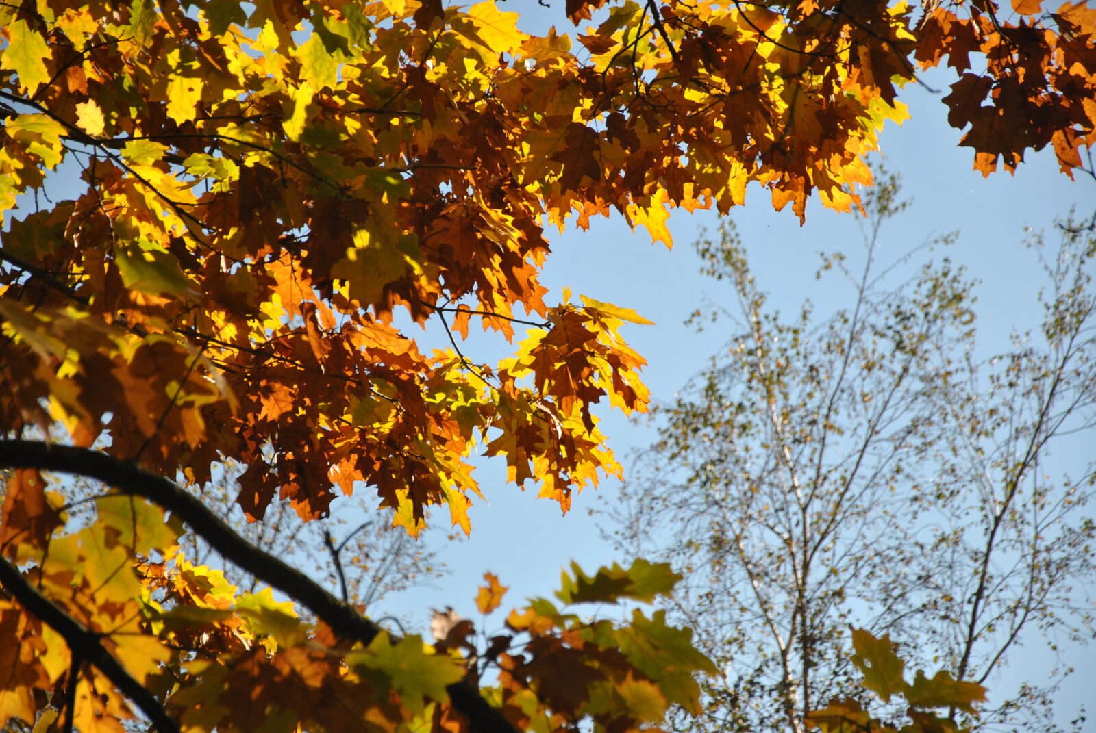 Nikon D3000 + Nikon AF-S DX Nikkor 18-105mm F3.5-5.6G ED VR sample photo. Autumn, autumn, leaves, blue photography