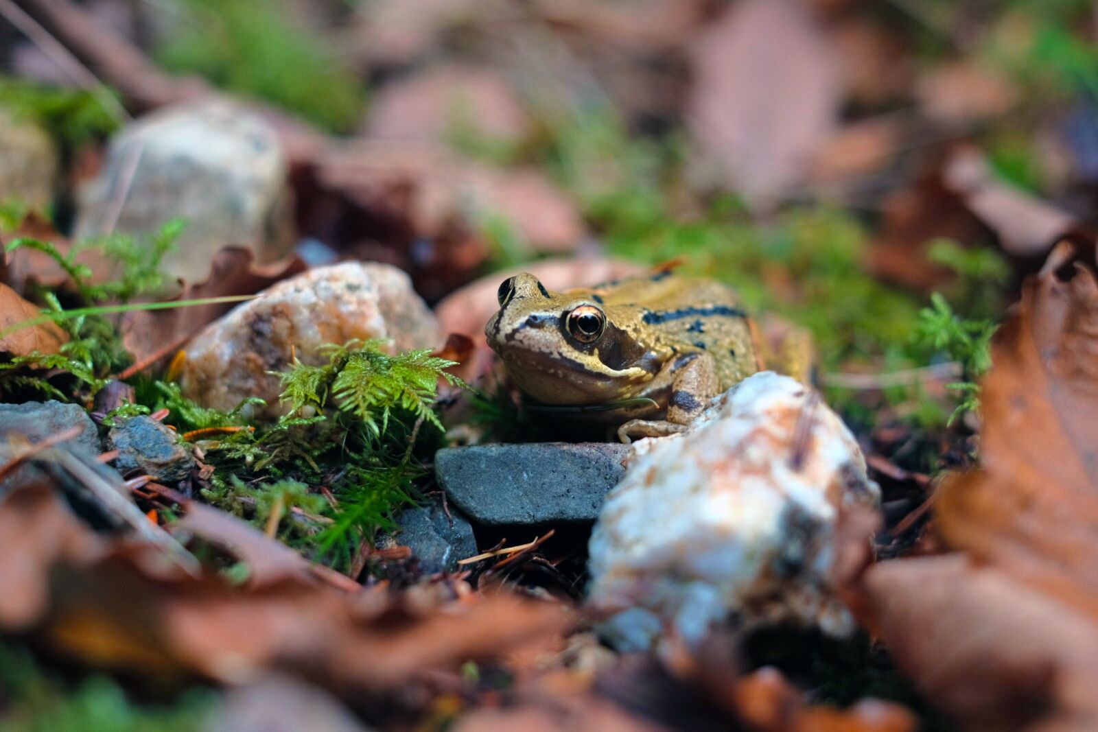 Fujifilm X-T1 + Fujifilm XF 35mm F1.4 R sample photo. Frog, nature, forest photography