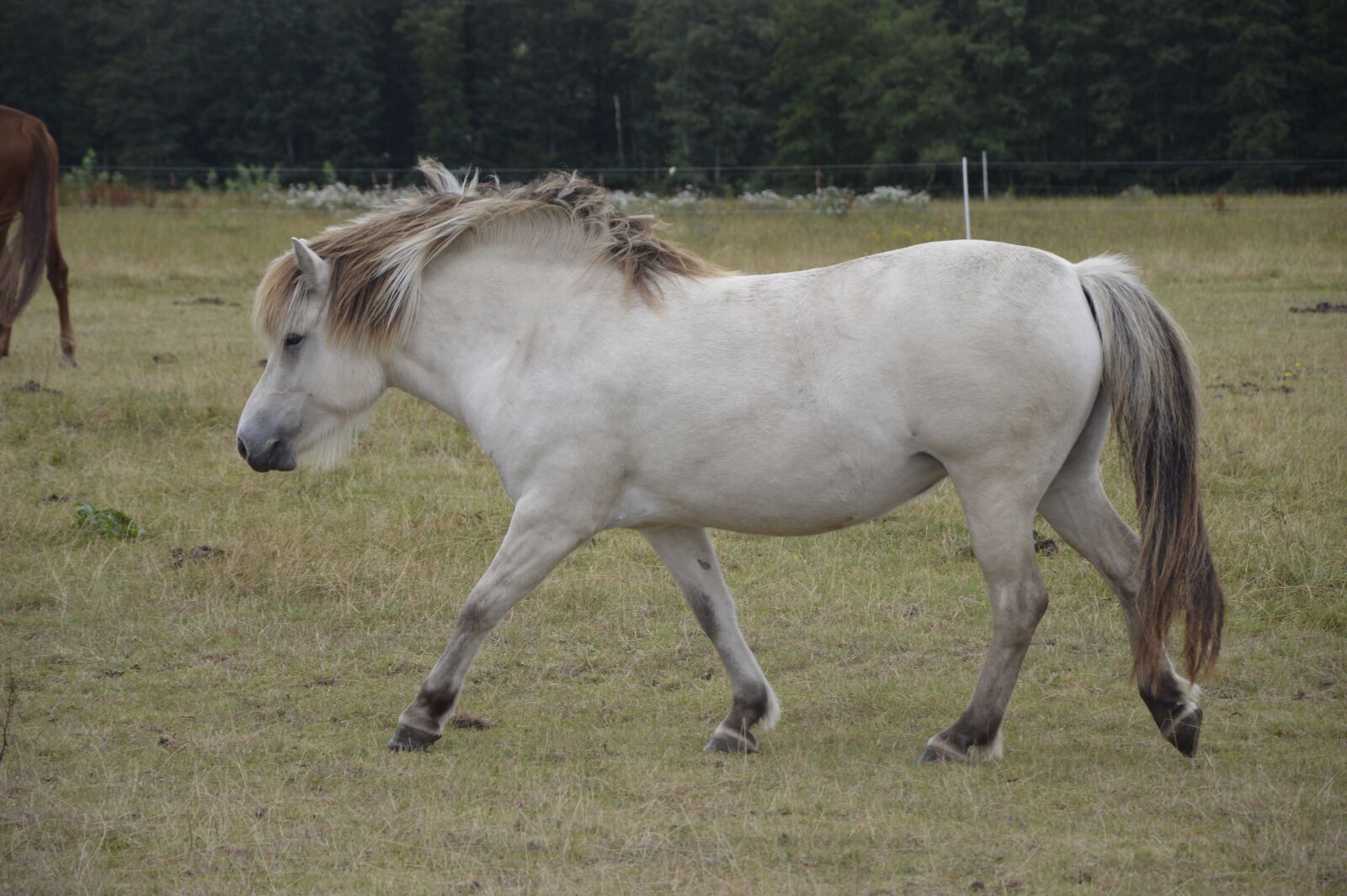 Nikon D3200 sample photo. Horse, white, pasture photography