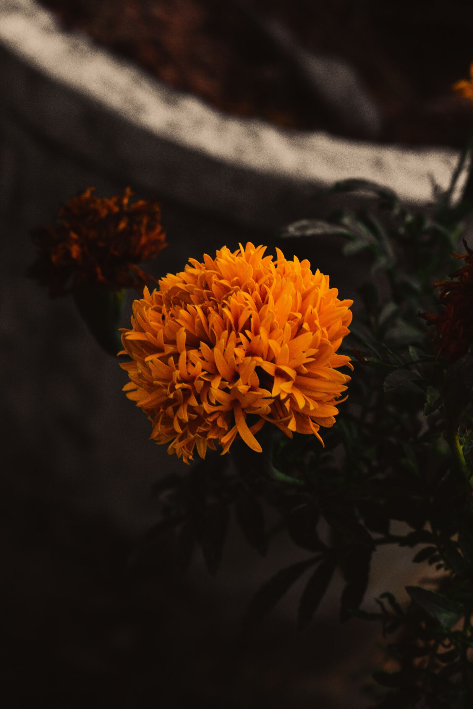 Canon EOS 700D (EOS Rebel T5i / EOS Kiss X7i) + Canon EF 50mm F1.8 STM sample photo. Marigold, flowers, marigold flower photography