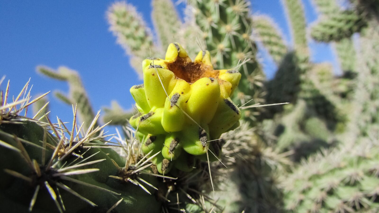 Canon PowerShot SX400 IS sample photo. Cactus, plant, nature photography