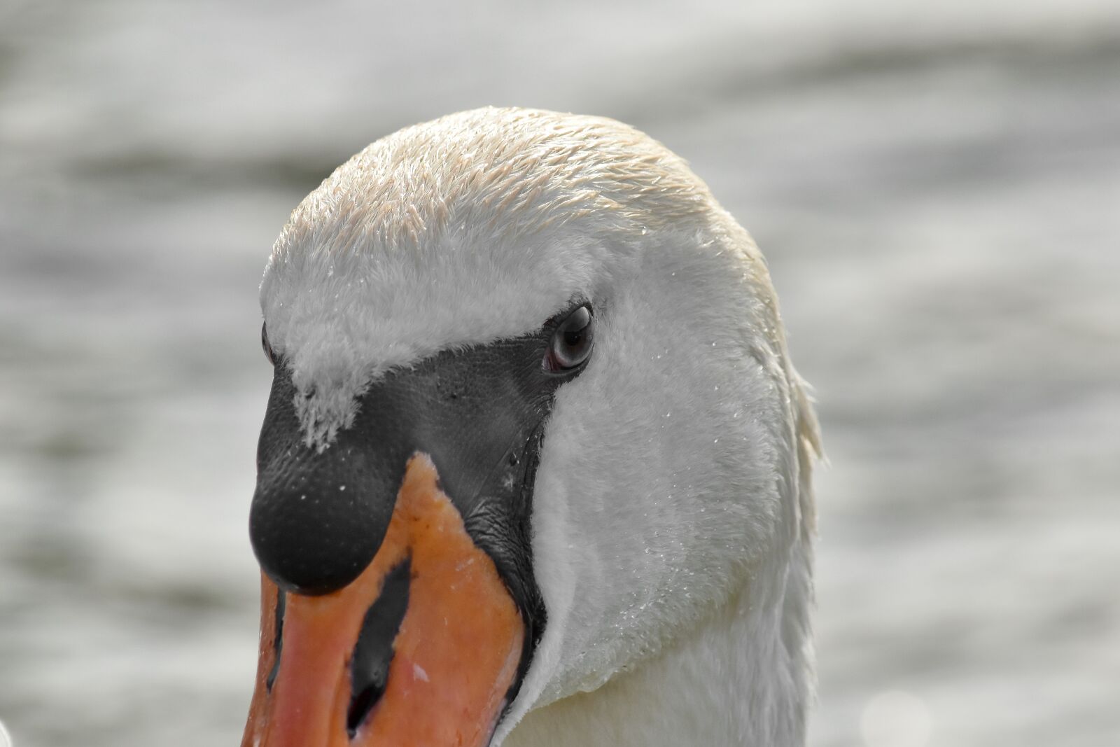 Nikon D5500 sample photo. Details, head, nose, swan photography