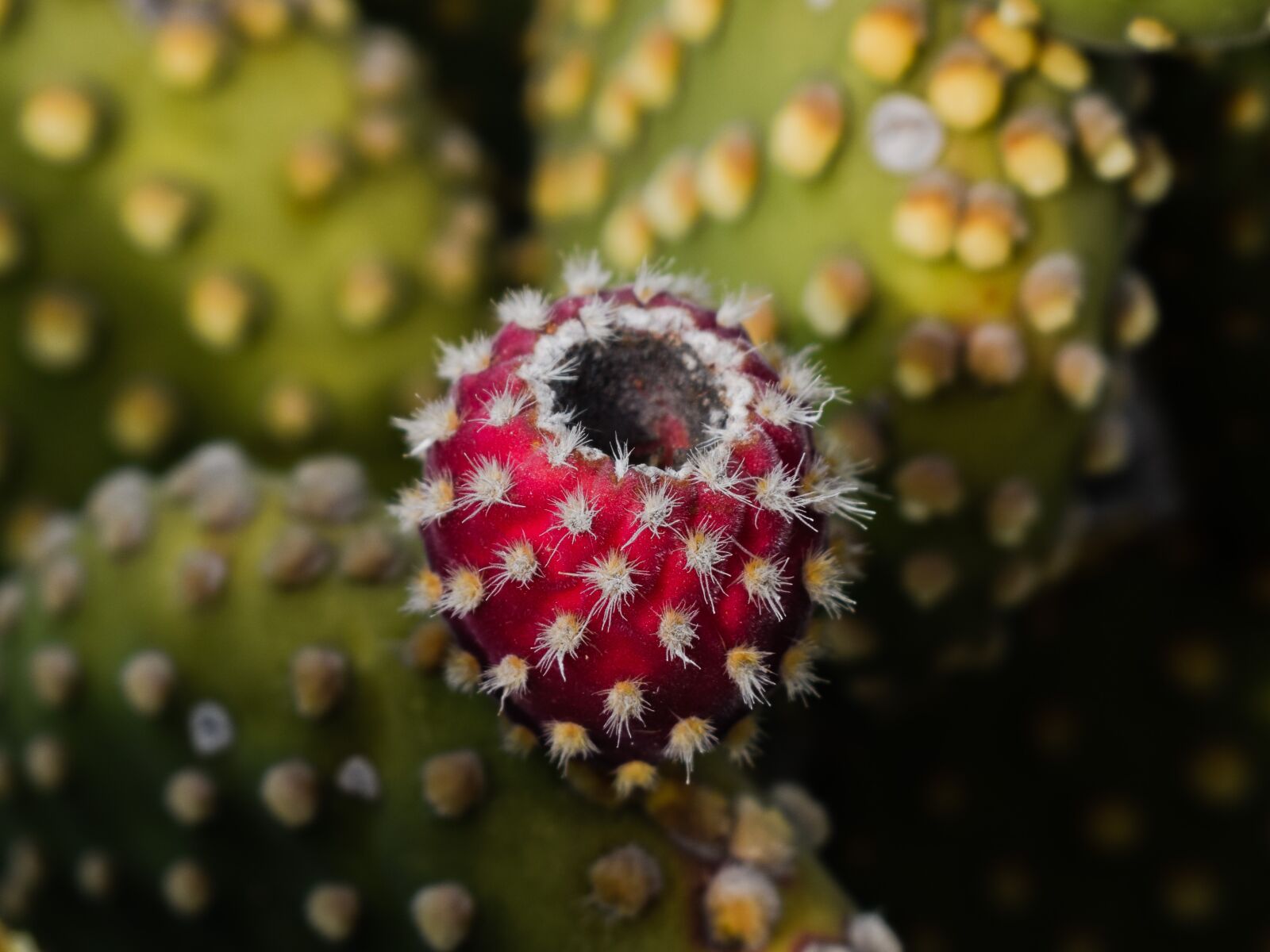 Nikon D3300 sample photo. Prickly pear, plant, cactus photography
