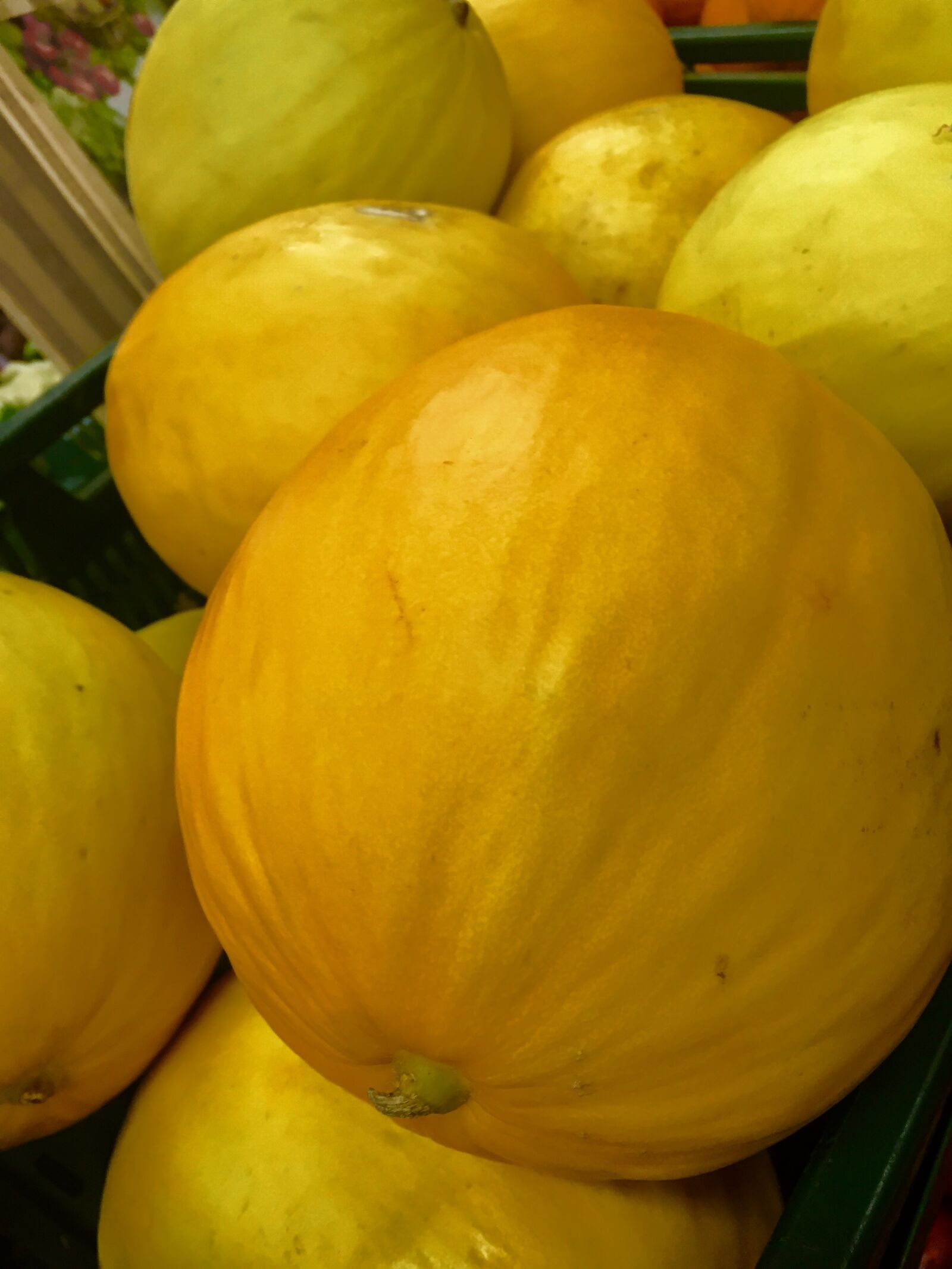 iPhone 6 back camera 4.15mm f/2.2 sample photo. Pumpkin, yellow, halloween photography