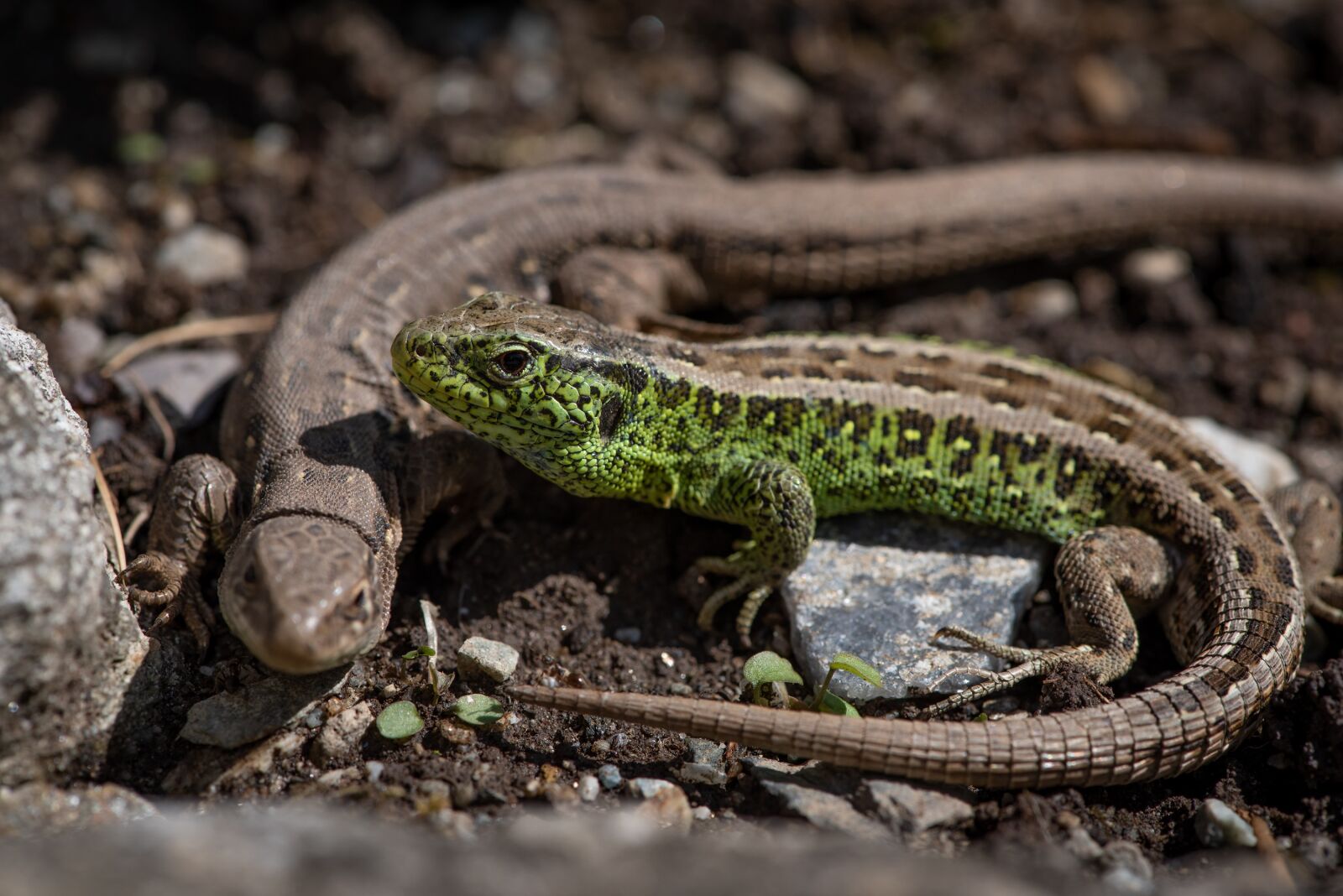 Nikon D750 sample photo. Lizards, two, garden photography