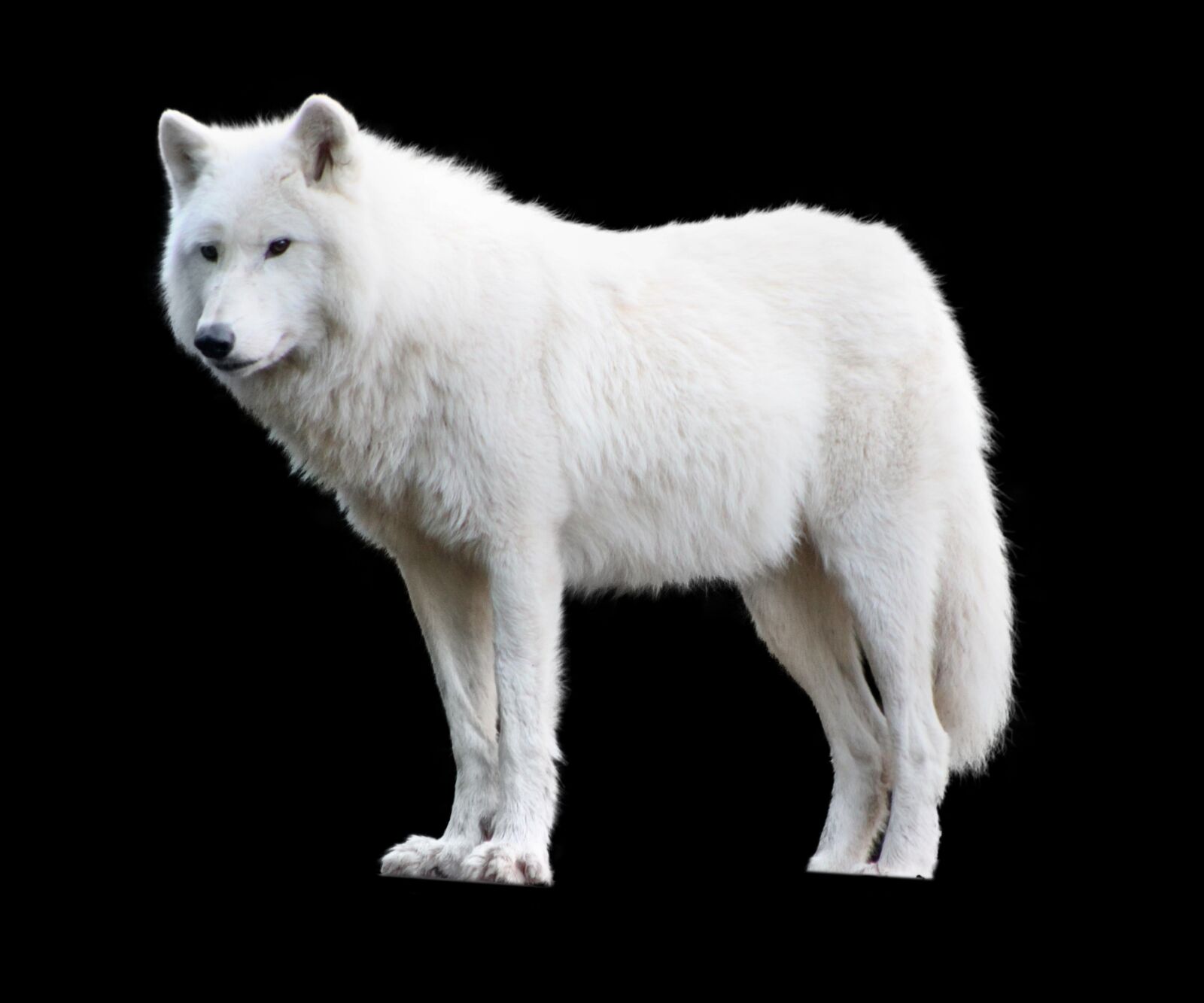 Canon EOS 500D (EOS Rebel T1i / EOS Kiss X3) sample photo. Mammal, wolf, dog photography