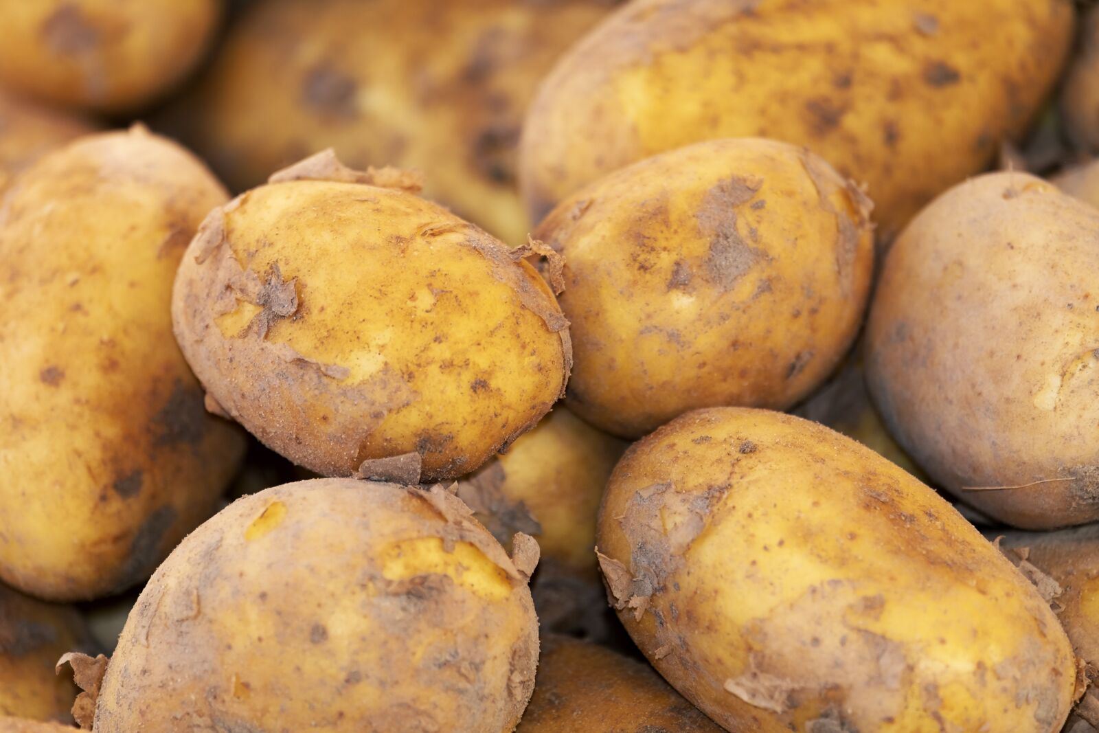 Fujifilm XF 55-200mm F3.5-4.8 R LM OIS sample photo. Potato, new crop, erdfrucht photography