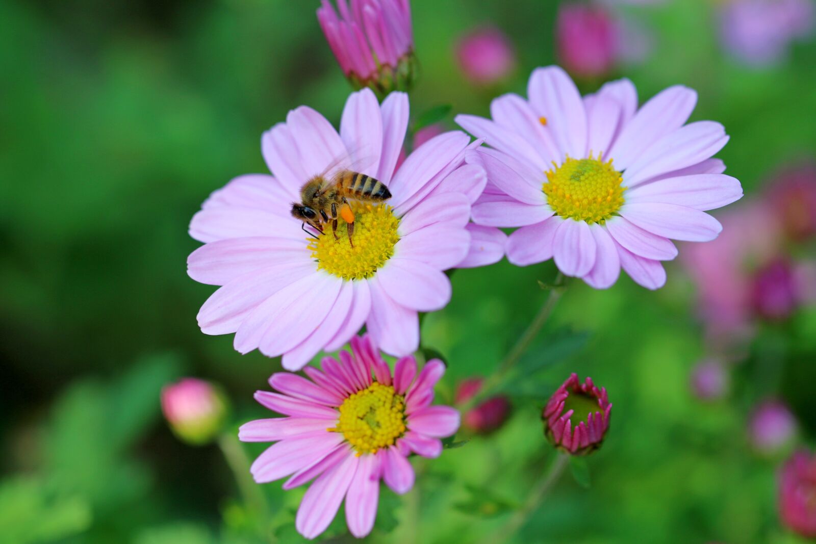 Canon EOS 7D Mark II sample photo. Cosmos, bee, flowers photography