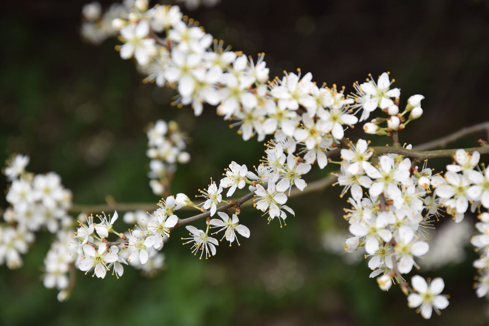 Nikon D5300 sample photo. Flower, plant, nature photography