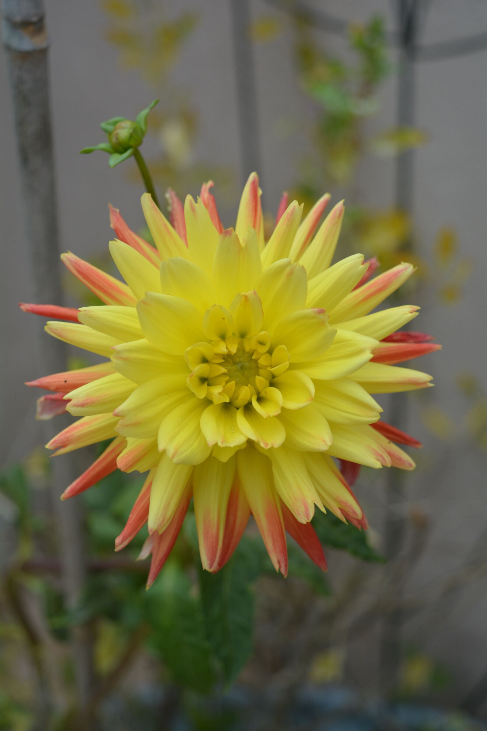 Nikon D5200 sample photo. Flower, dahlia, blossom photography