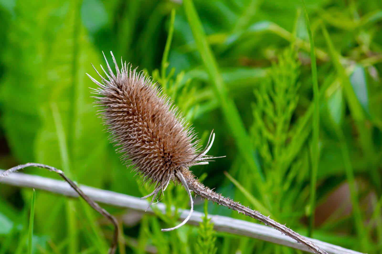 Canon EF-S 55-250mm F4-5.6 IS sample photo. Nature, macro, plant photography