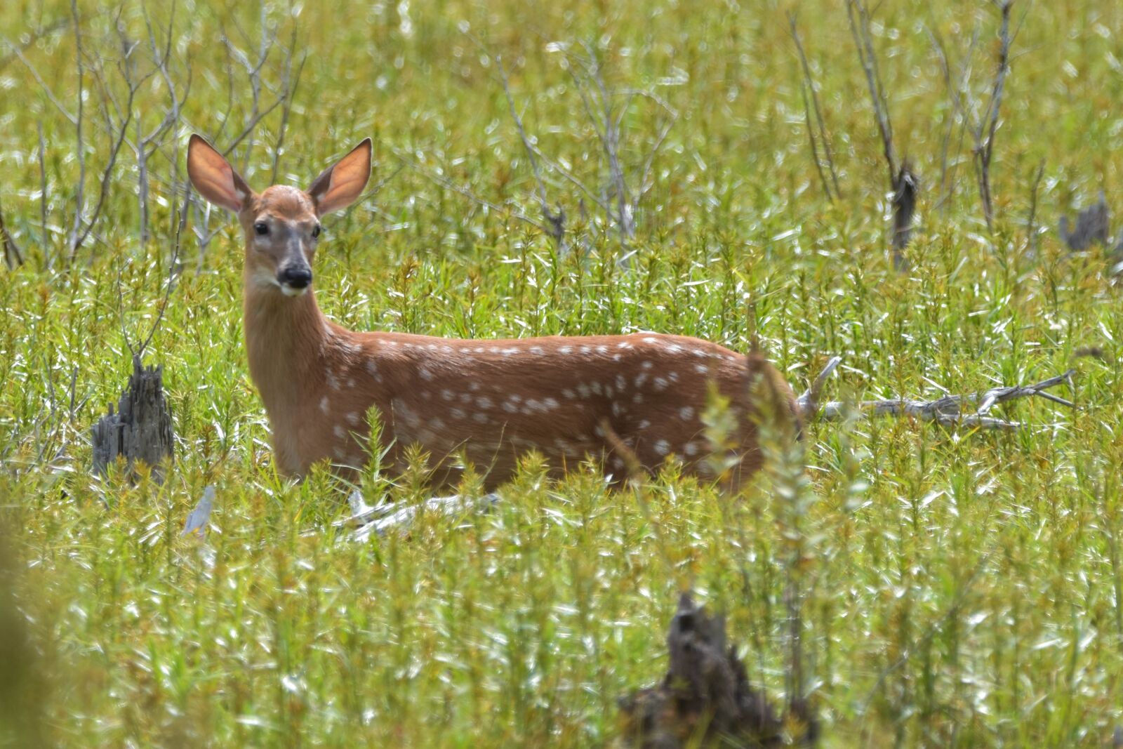 Nikon D3400 sample photo. Deer, doe, white-tail photography