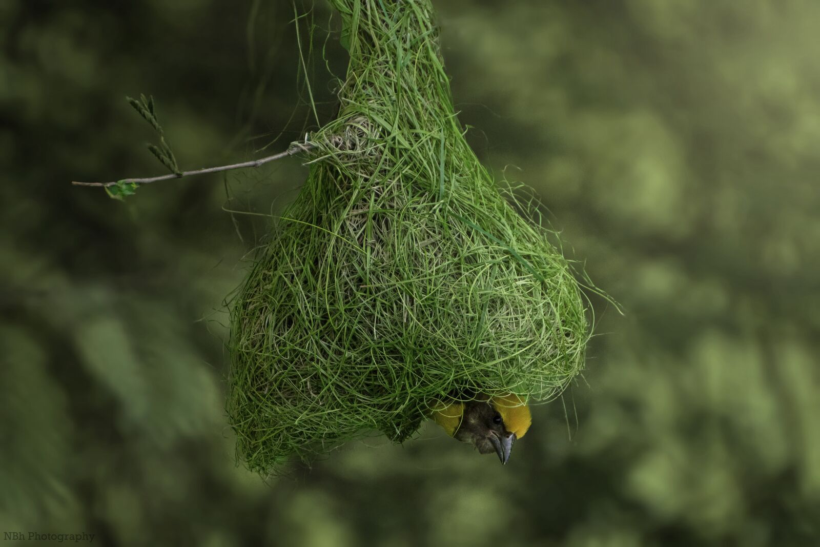 Nikon D5300 sample photo. Bayaweaver, birds, wildlife photography
