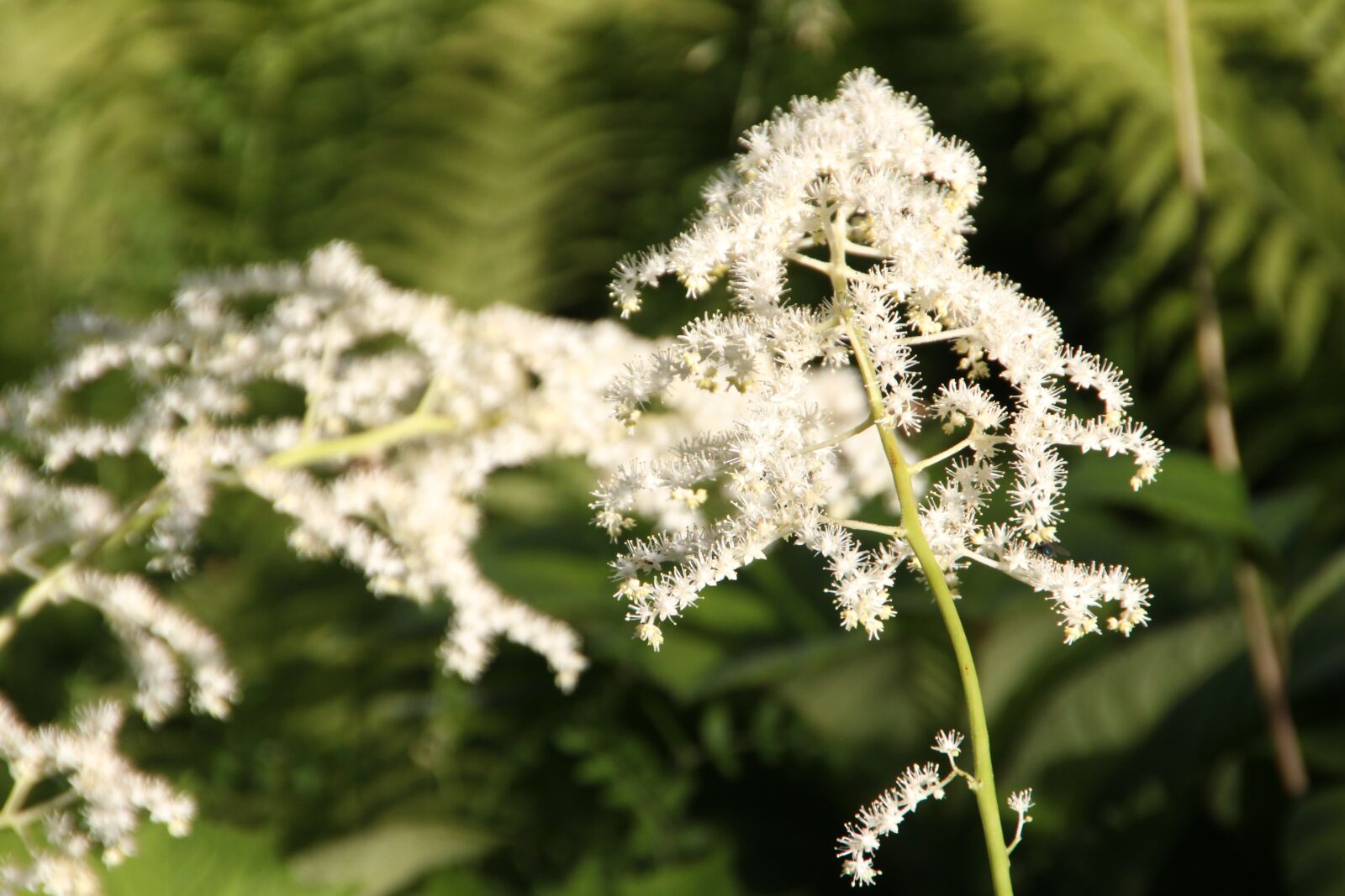 Canon EOS 500D (EOS Rebel T1i / EOS Kiss X3) sample photo. Blossom, bloom, garden photography