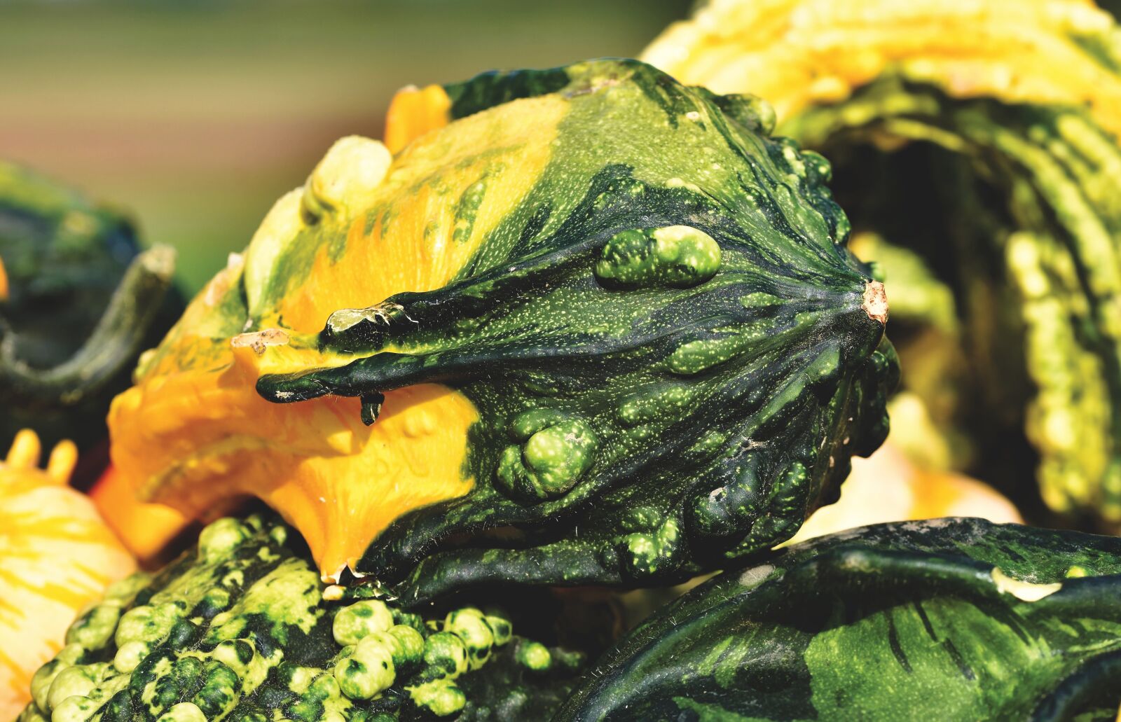 Nikon D7200 sample photo. Pumpkin, fruit, autumn photography