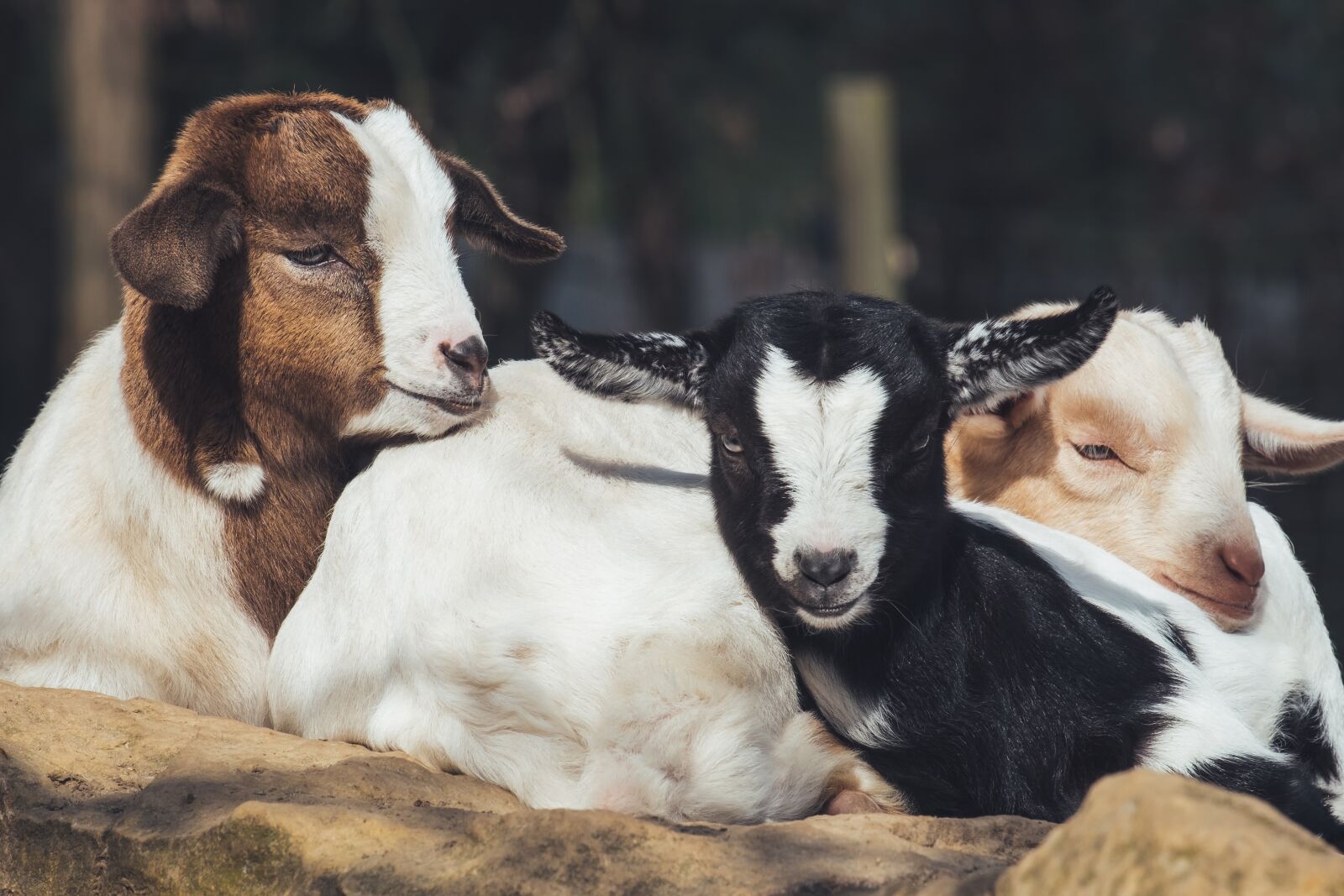 Fujifilm XF 55-200mm F3.5-4.8 R LM OIS sample photo. Goats, young animals, snuggle photography