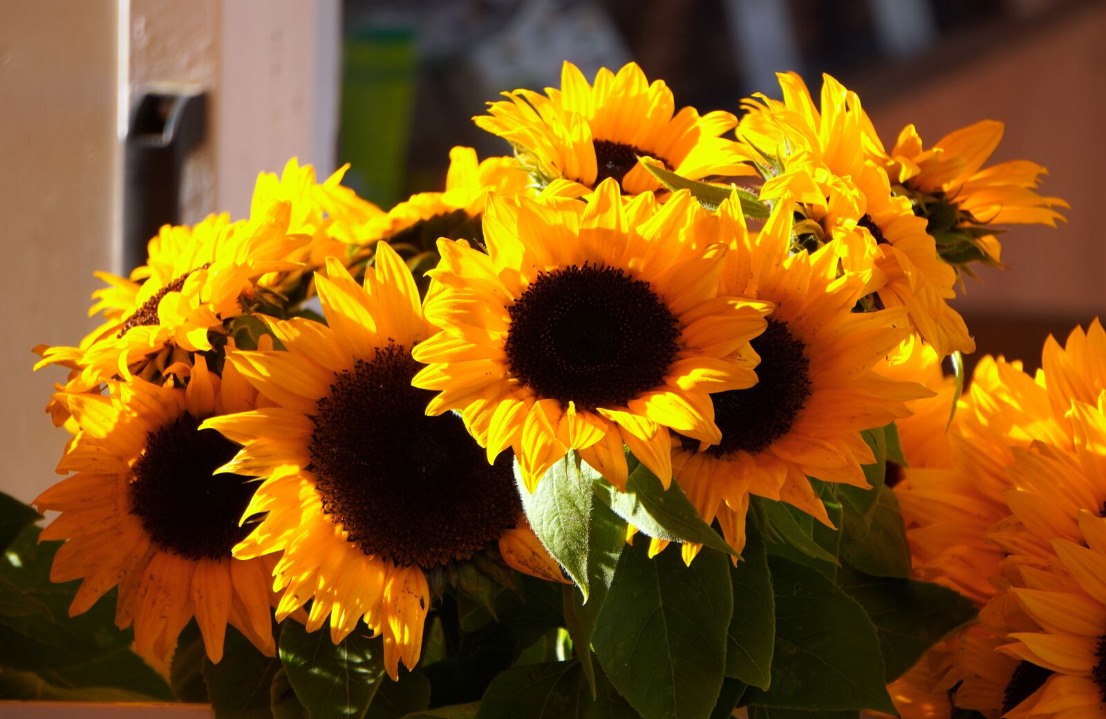 Sony E 55-210mm F4.5-6.3 OSS sample photo. Sunflower, yellow, blossom photography