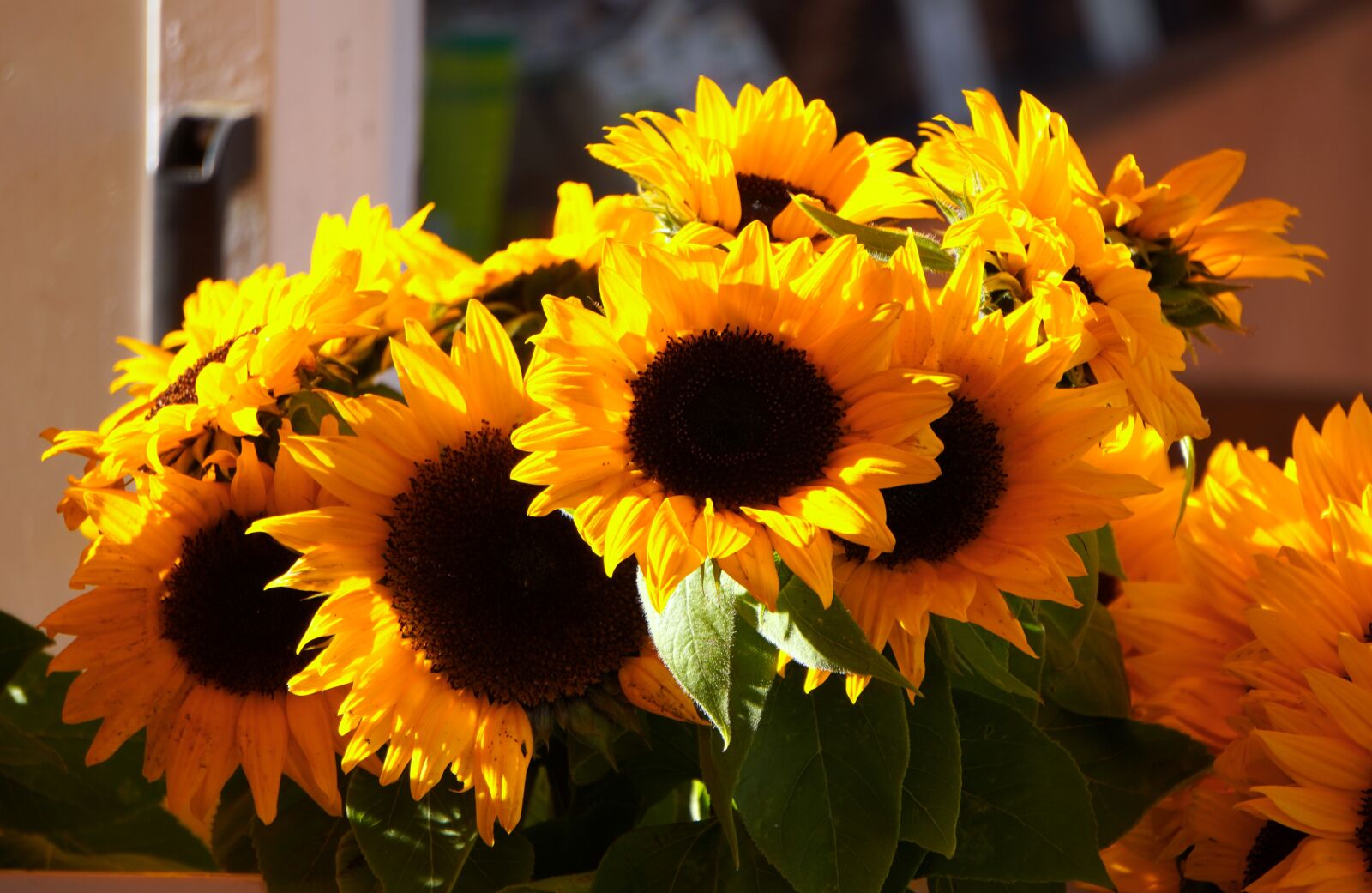 Sony a6400 + Sony E 55-210mm F4.5-6.3 OSS sample photo. Sunflower, yellow, blossom photography