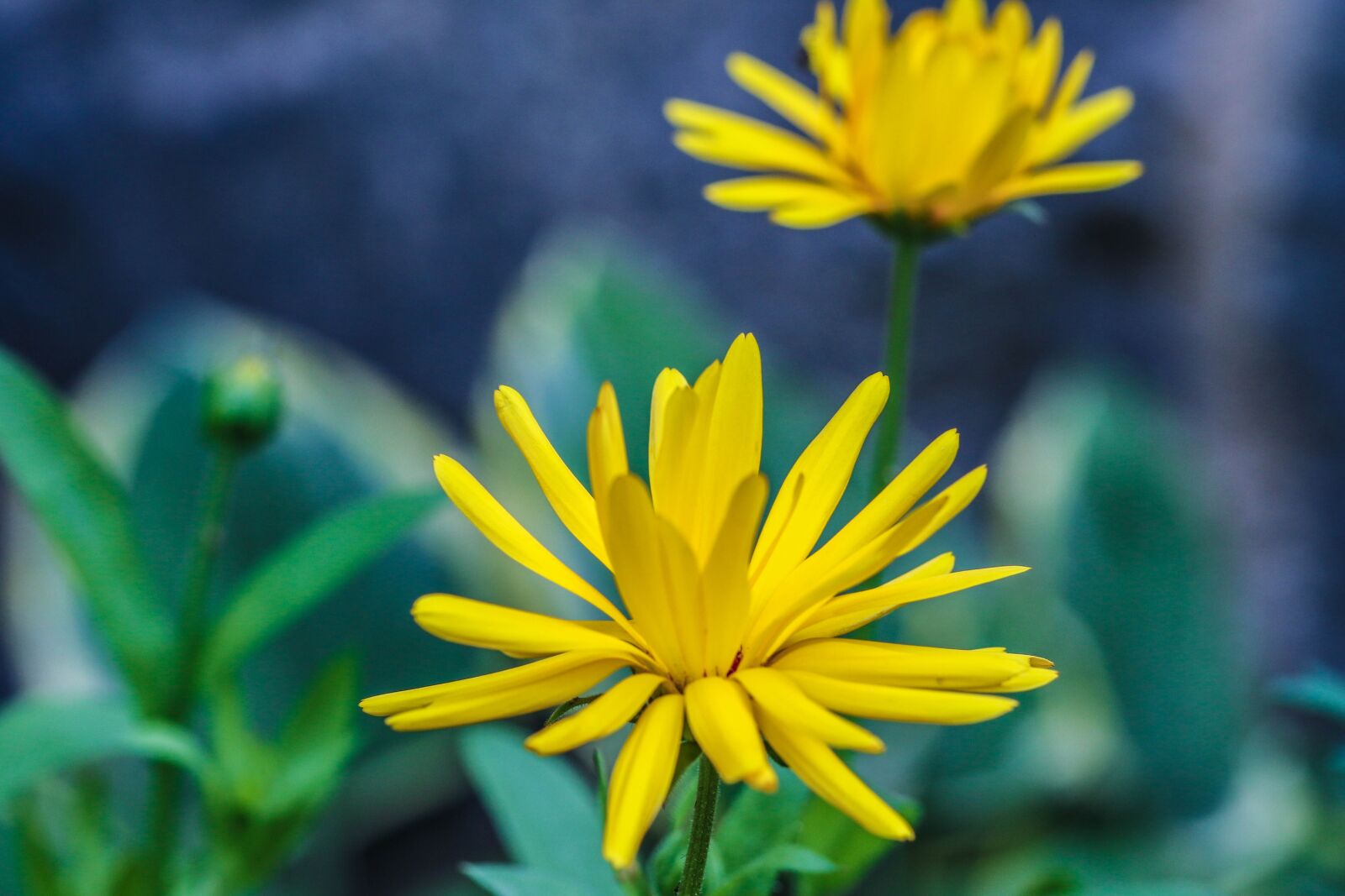 Canon EOS 7D Mark II sample photo. Flower, summer flower, yellow photography