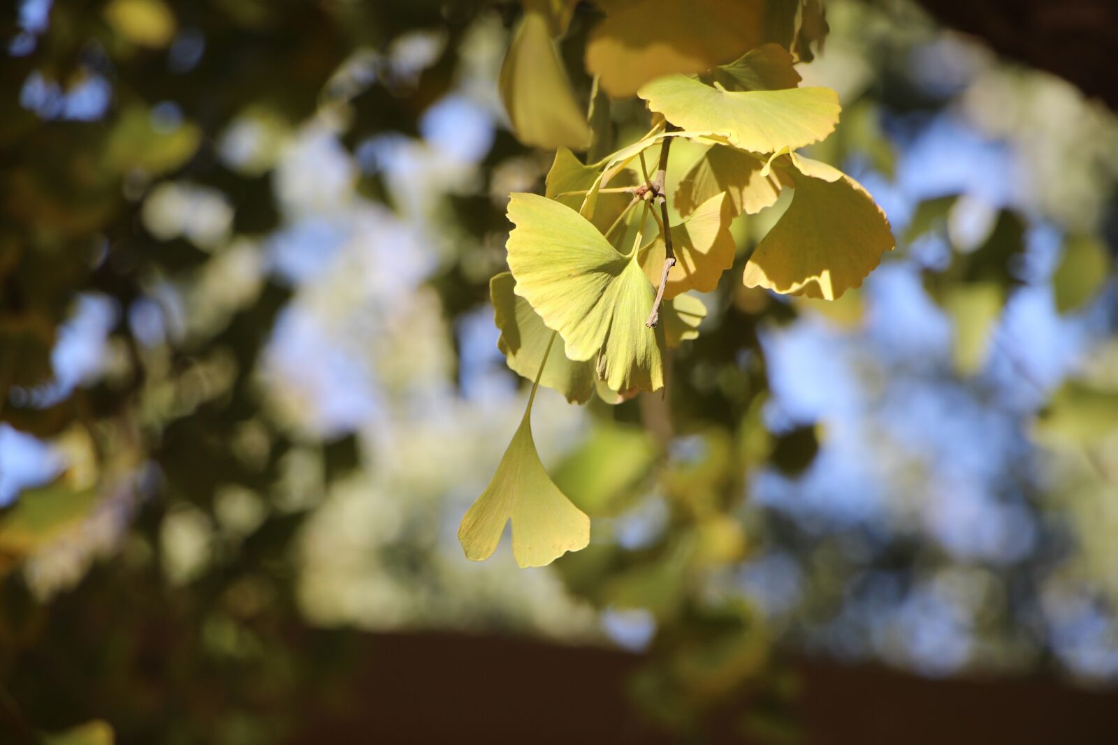 Canon EOS 600D (Rebel EOS T3i / EOS Kiss X5) sample photo. Leaf, leaves, autumn photography