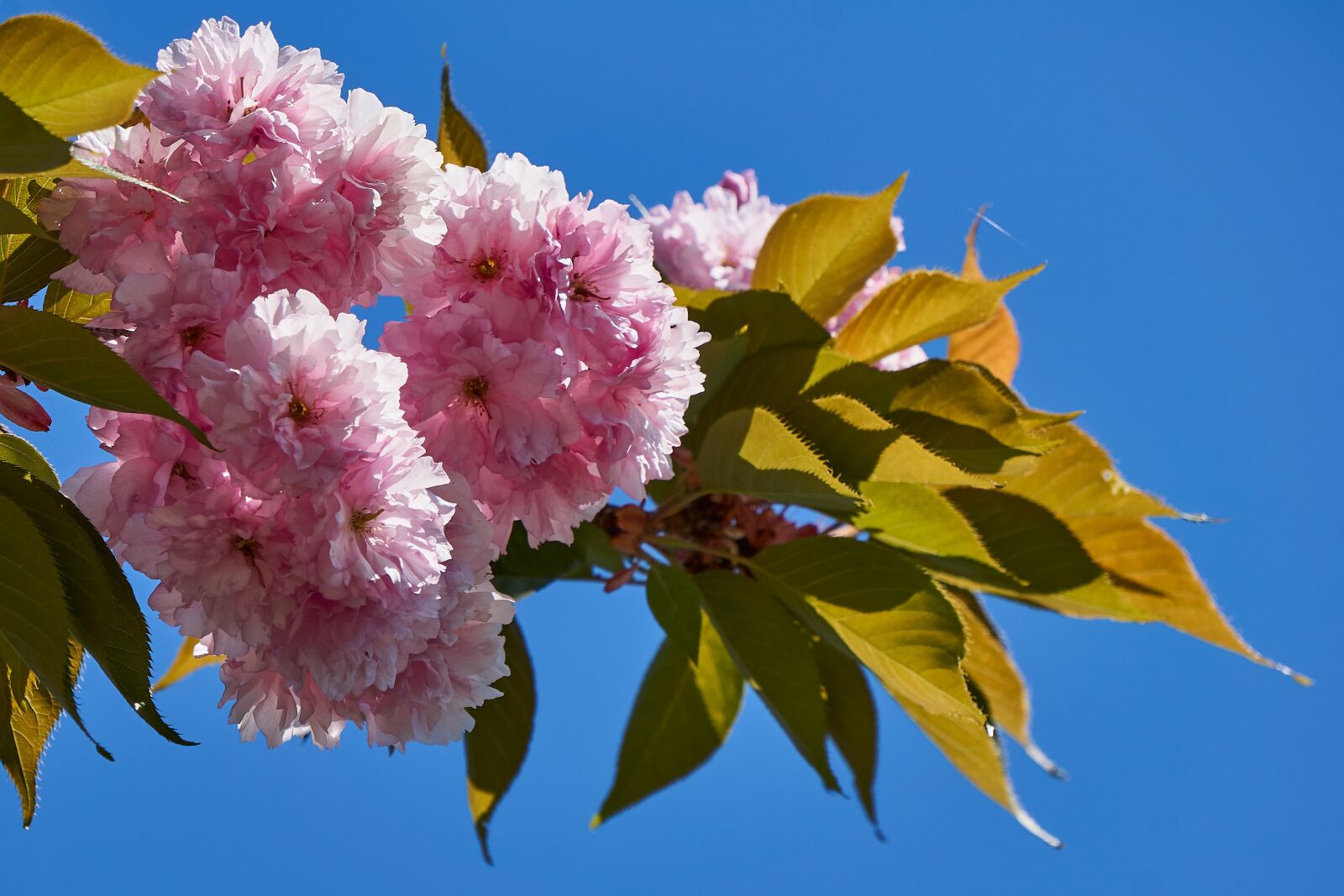 Sony E 55-210mm F4.5-6.3 OSS sample photo. Blossom, bloom, bloom photography