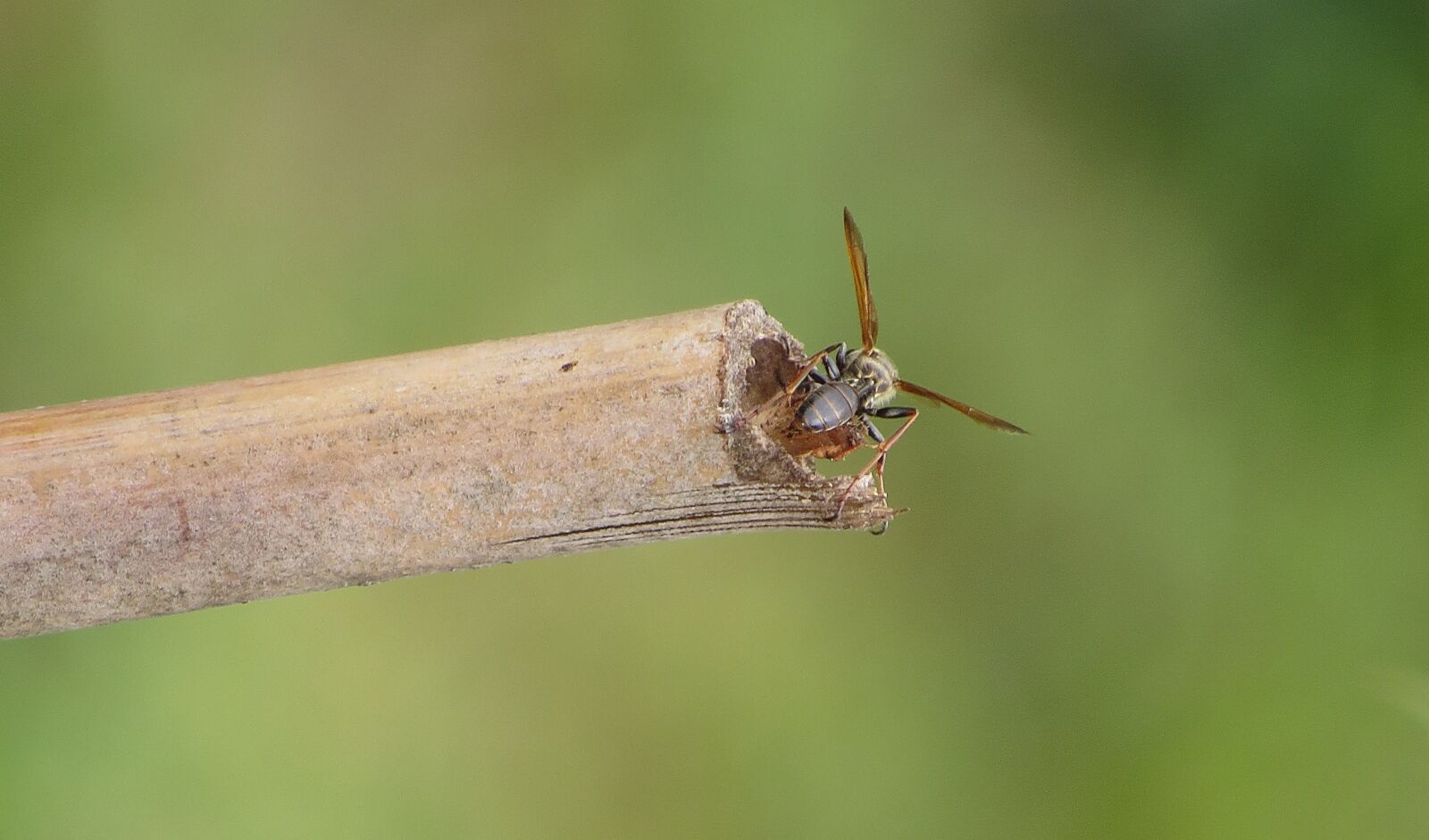 Canon PowerShot SX50 HS sample photo. Nature, insect, wasp photography