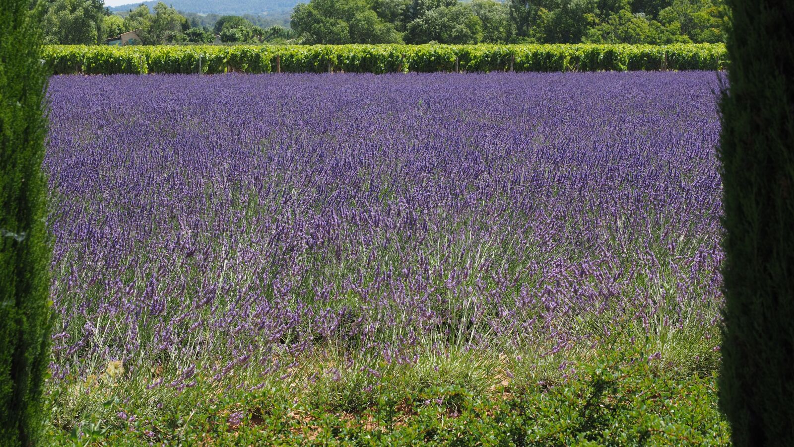 Olympus OM-D E-M1 + Olympus M.Zuiko Digital ED 12-40mm F2.8 Pro sample photo. Lavender field, lavender, lavender photography