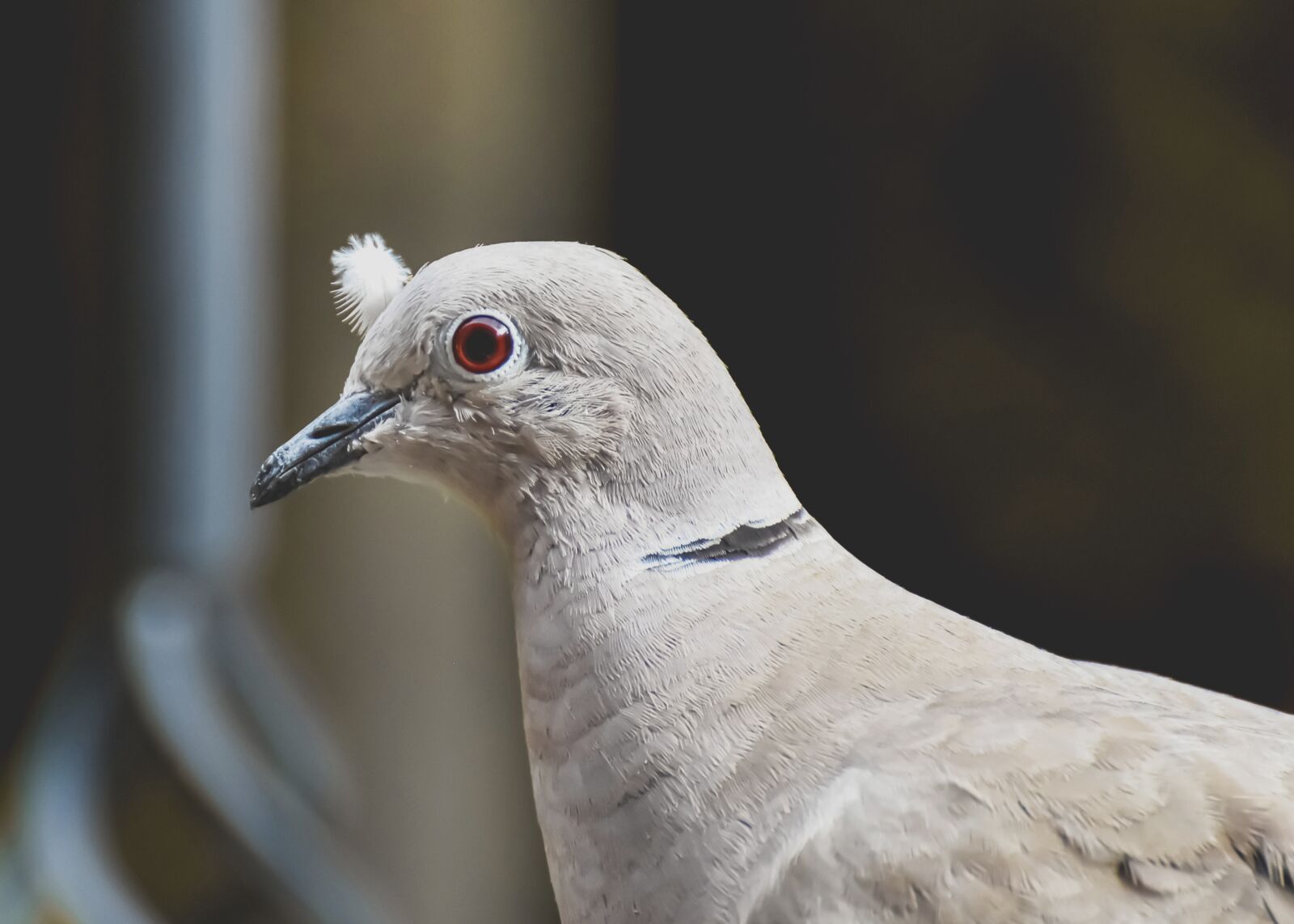 Nikon D7200 sample photo. Collared, bird, plumage photography