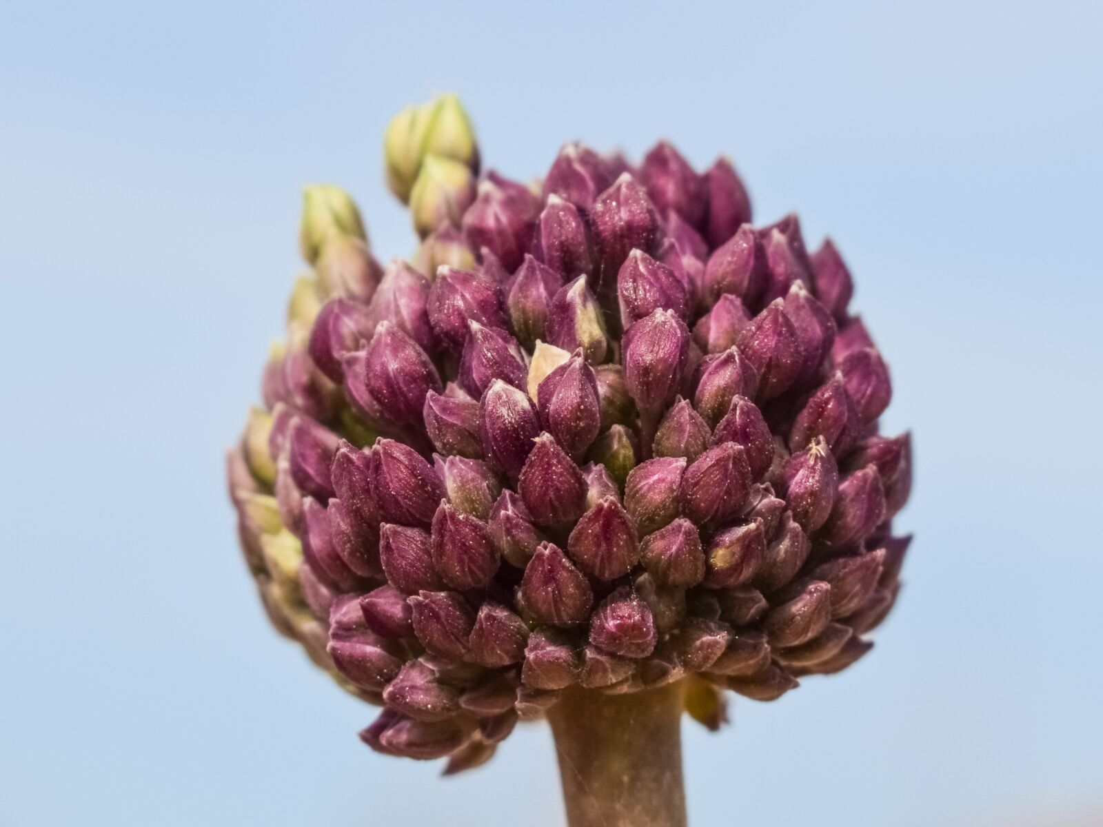 Nikon D3300 sample photo. Allium, wildflower, spring photography