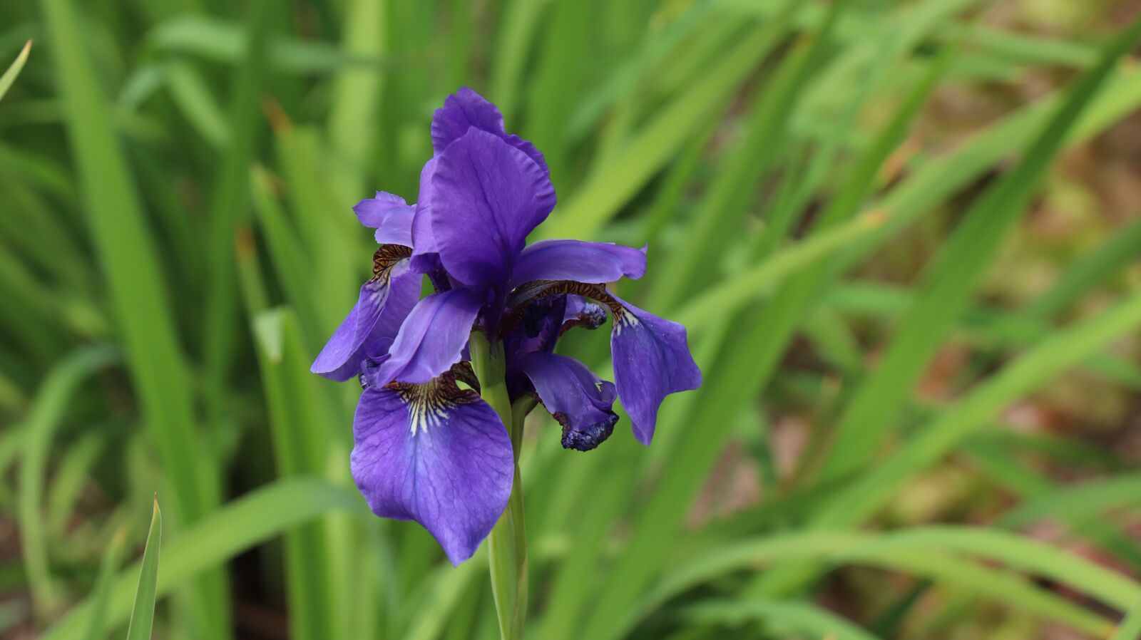 Canon EOS 77D (EOS 9000D / EOS 770D) sample photo. Iris, flowers, vivid photography