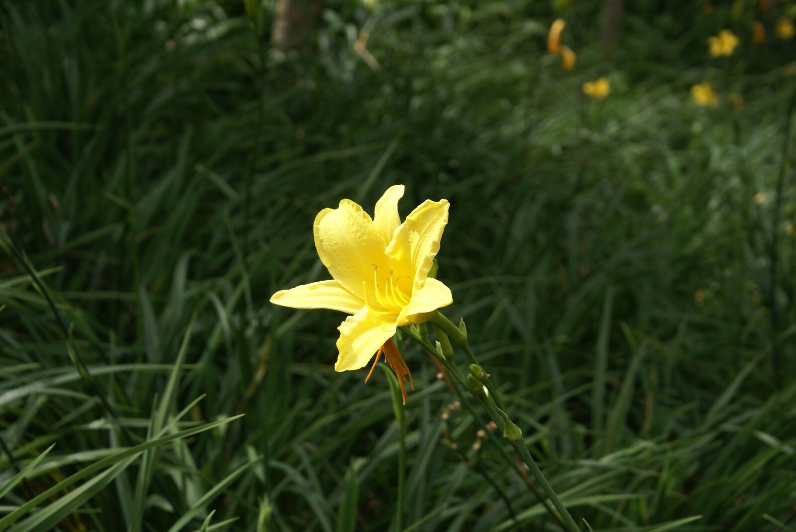 Sony Alpha DSLR-A100 sample photo. Landscapes, variety, the photography