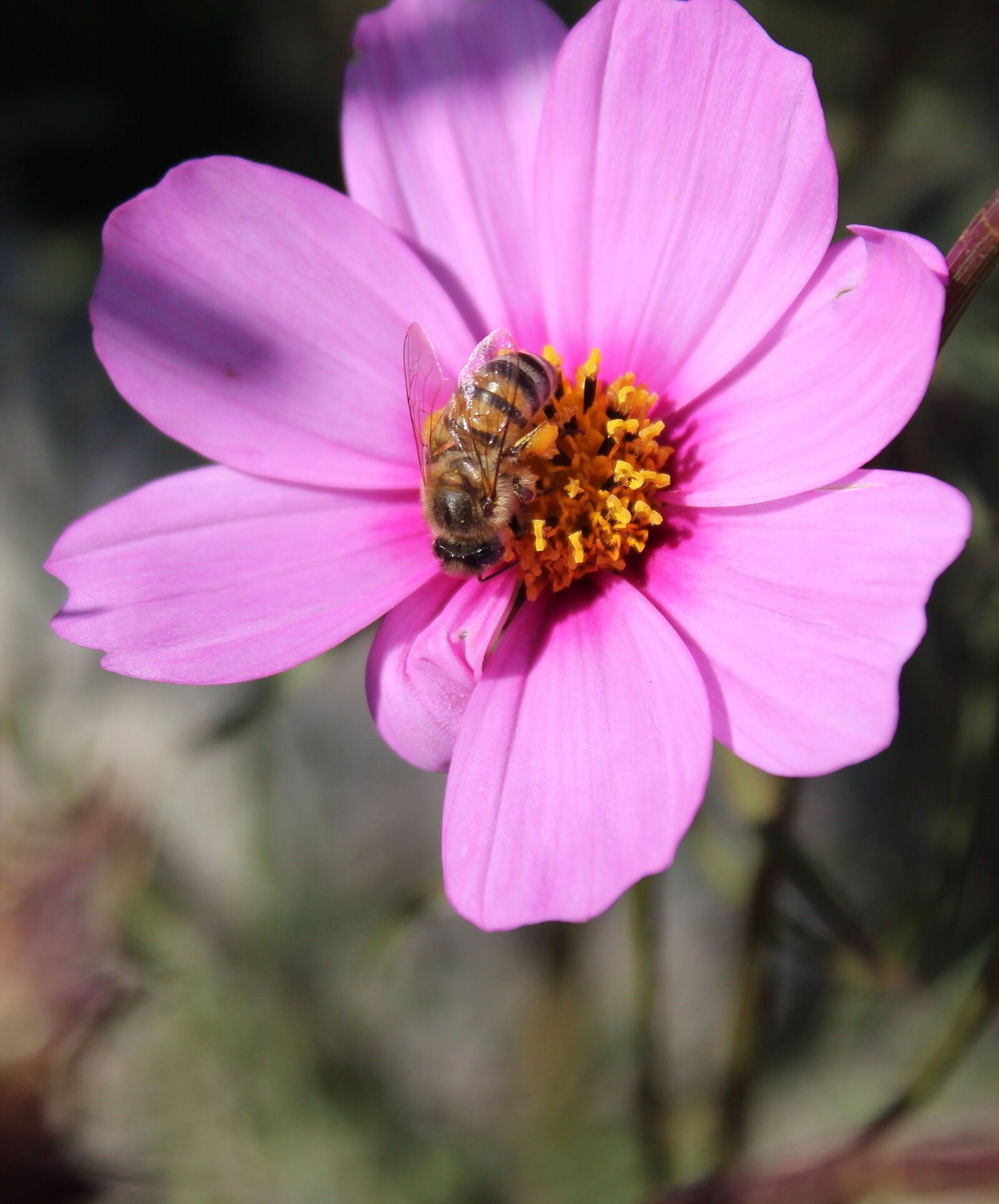 Canon EOS 1300D (EOS Rebel T6 / EOS Kiss X80) sample photo. Bee, close, up, honey photography