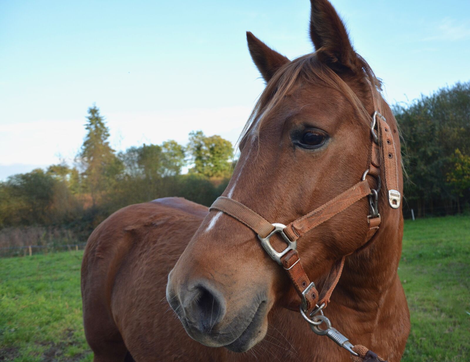 Nikon D5200 sample photo. Horse, mare, equine photography