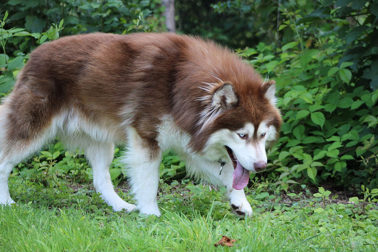 Canon EOS 2000D (EOS Rebel T7 / EOS Kiss X90 / EOS 1500D) sample photo. Dog, husky, animal photography