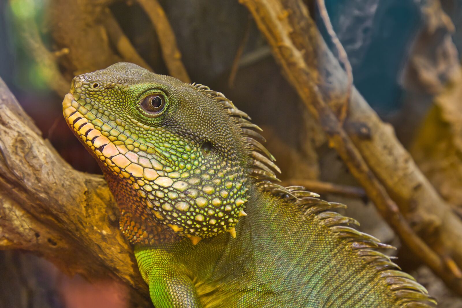 Canon EOS 70D + Canon EF 24-105mm F4L IS USM sample photo. Lizard, reptile, scale photography