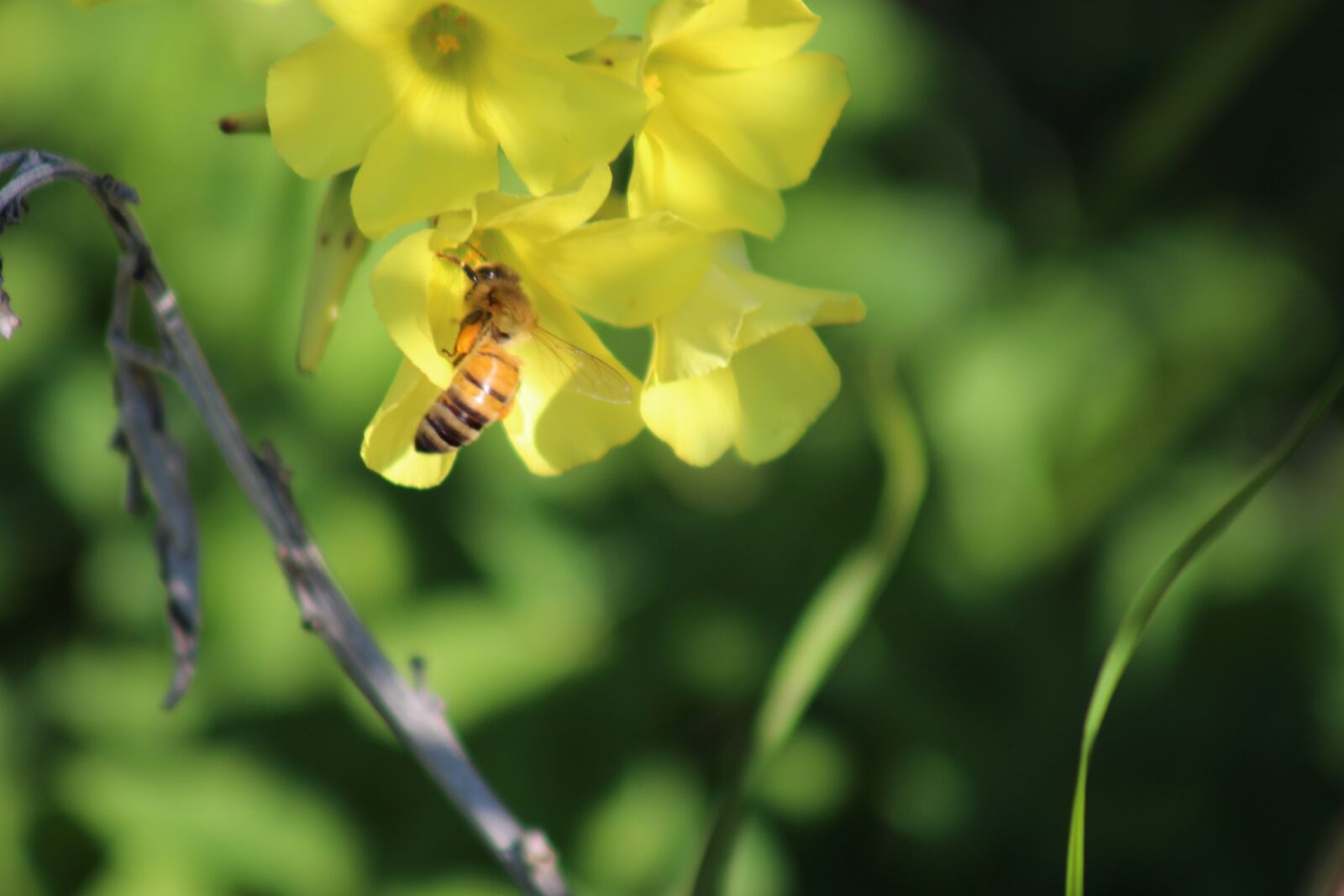 Canon EOS 650D (EOS Rebel T4i / EOS Kiss X6i) sample photo. Bee, nature, flower photography