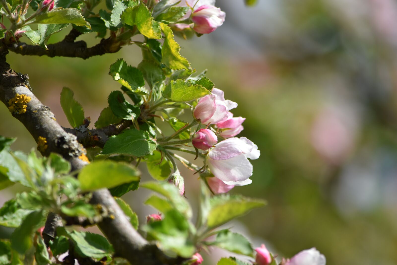 Nikon D5500 sample photo. Apple blossom, spring, summer photography
