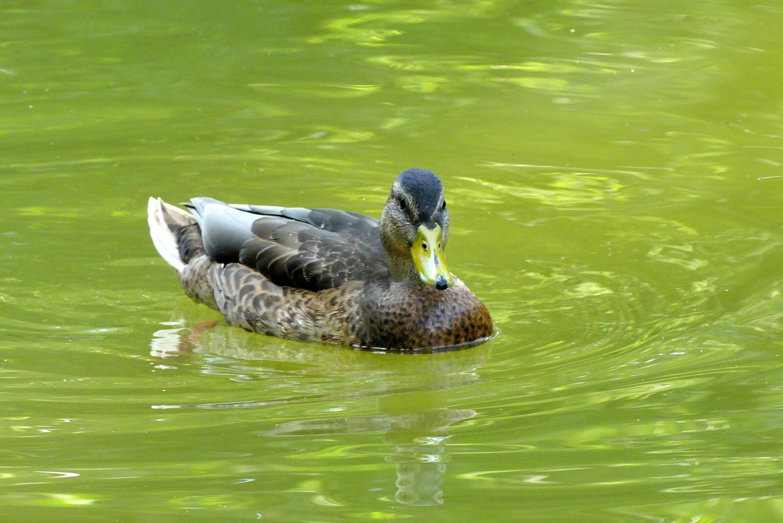Panasonic Lumix DMC-FZ300 sample photo. Duck, water, bird photography