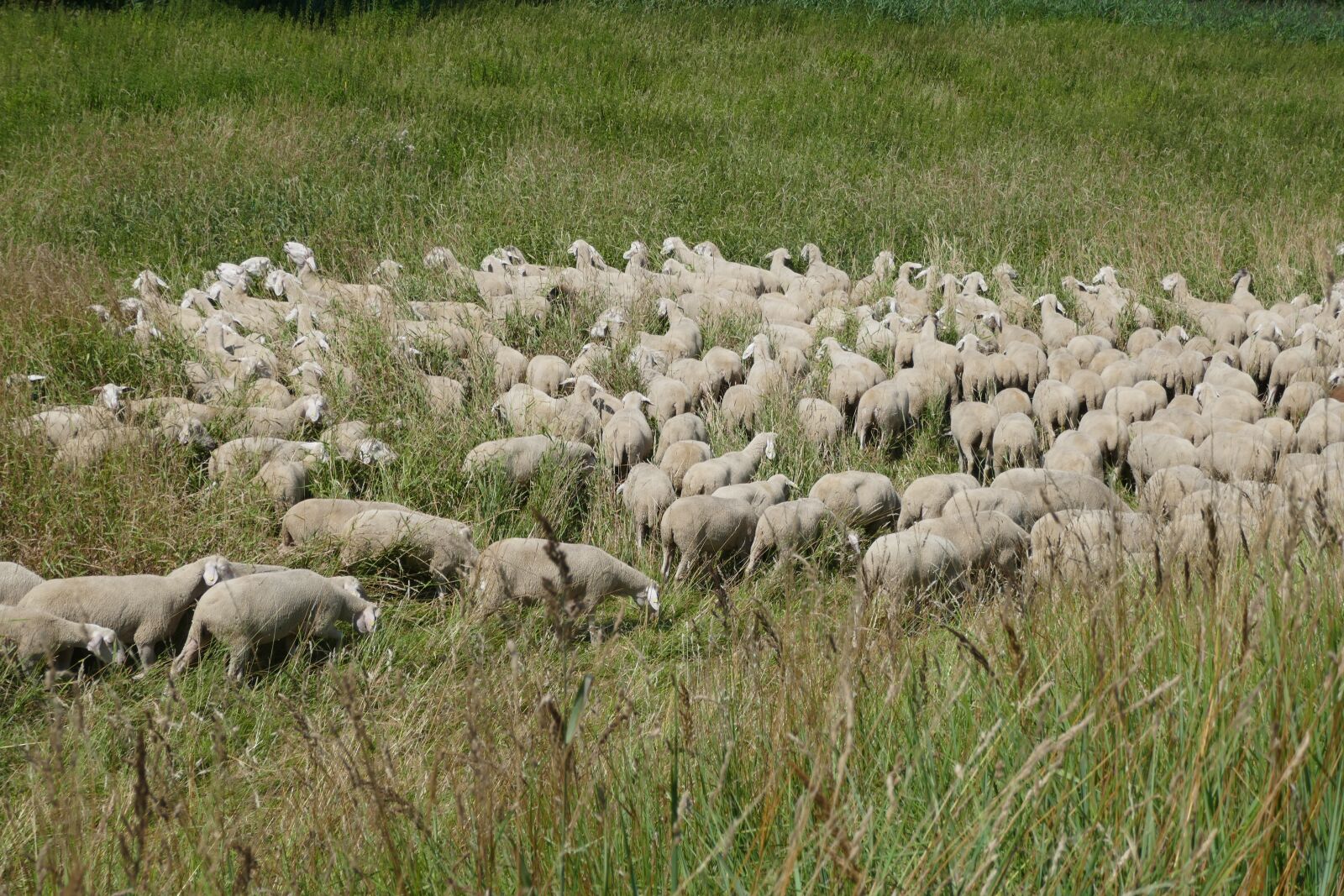 Panasonic DMC-TZ101 sample photo. Flock of sheep, grass photography