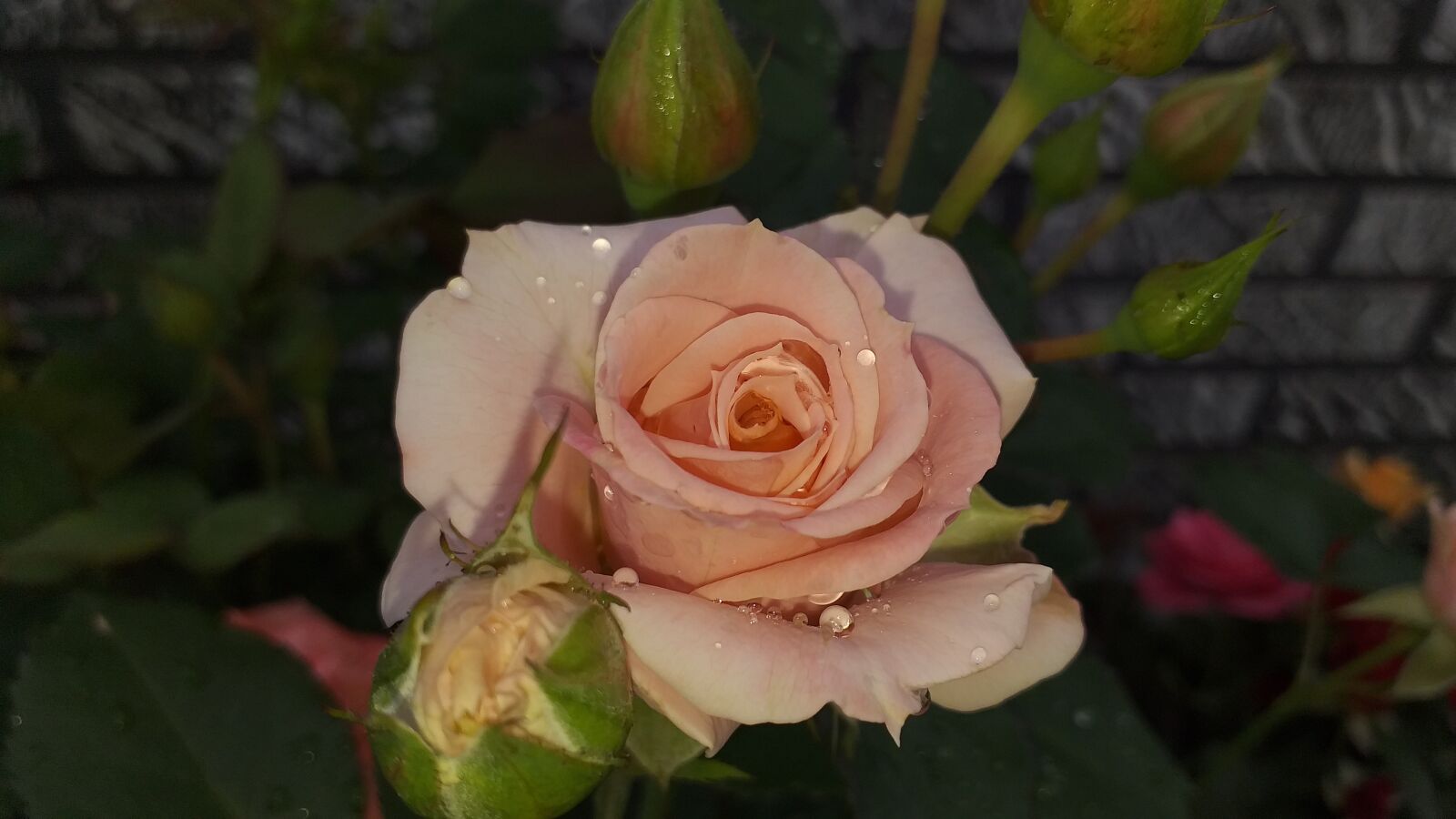 Samsung Galaxy J4+ sample photo. Rose, love, pink photography