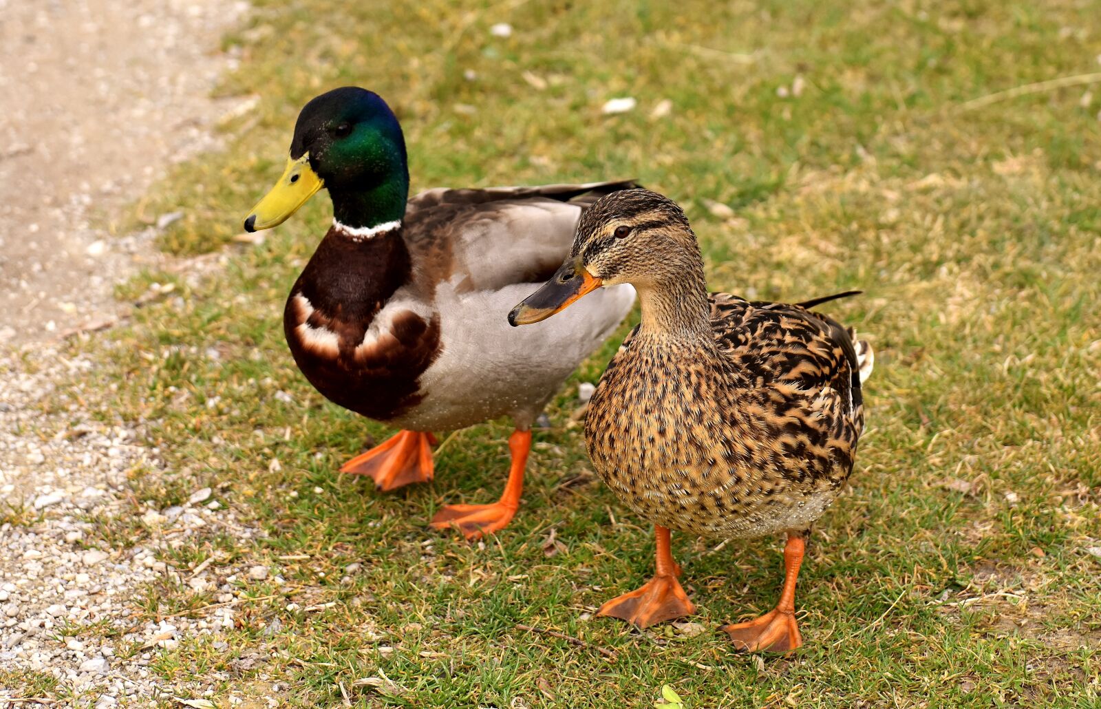 Nikon D7200 sample photo. Ducks, pair, mallards photography
