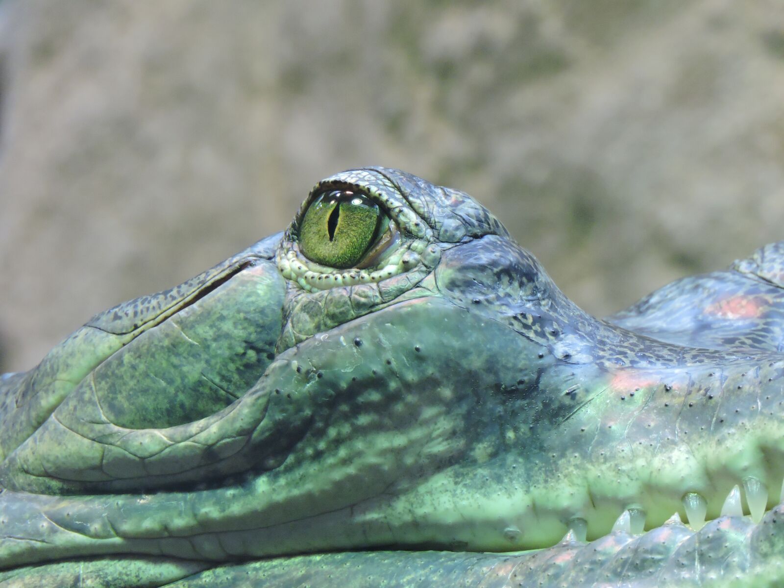 Nikon Coolpix P600 sample photo. Eye, crocodile, hunter photography