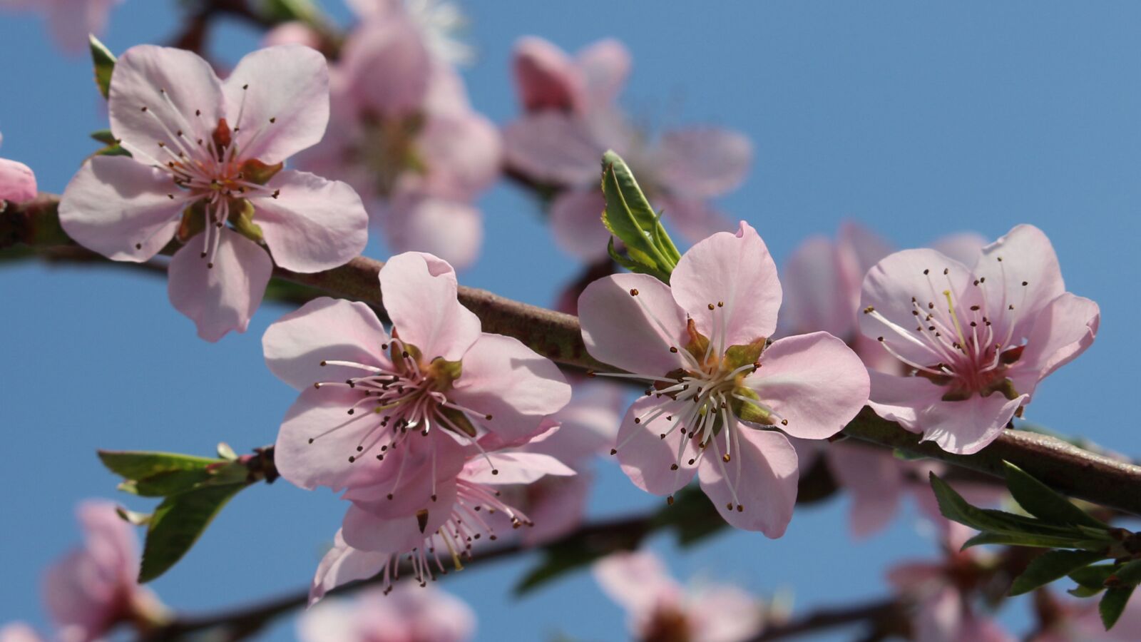 Canon EOS 700D (EOS Rebel T5i / EOS Kiss X7i) sample photo. Peach blossom, peach tree photography